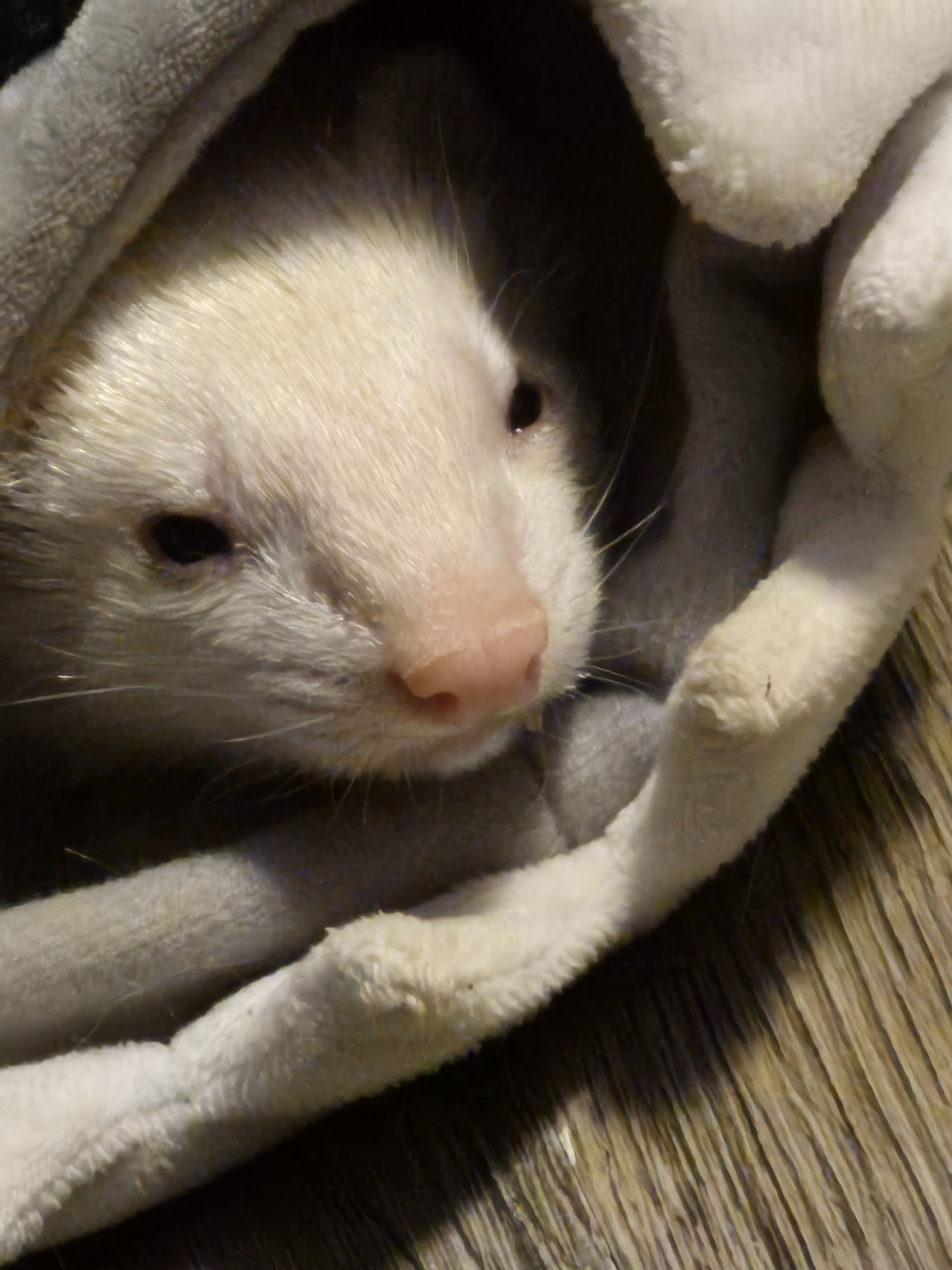 Help Save Puppy, Ed’s Support Ferret campaign photo, 7 of 8
