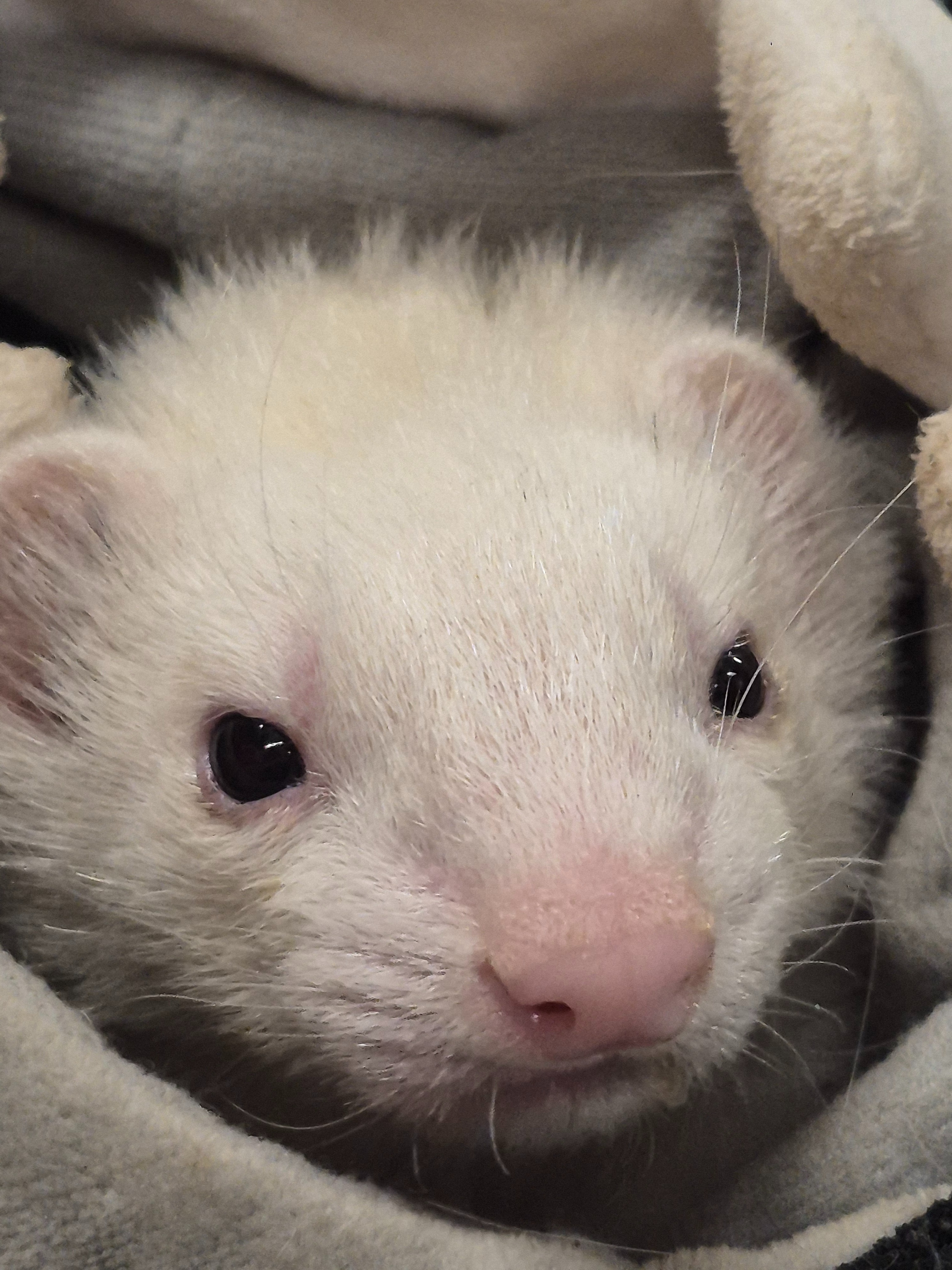 Help Save Puppy, Ed’s Support Ferret campaign photo, 2 of 8