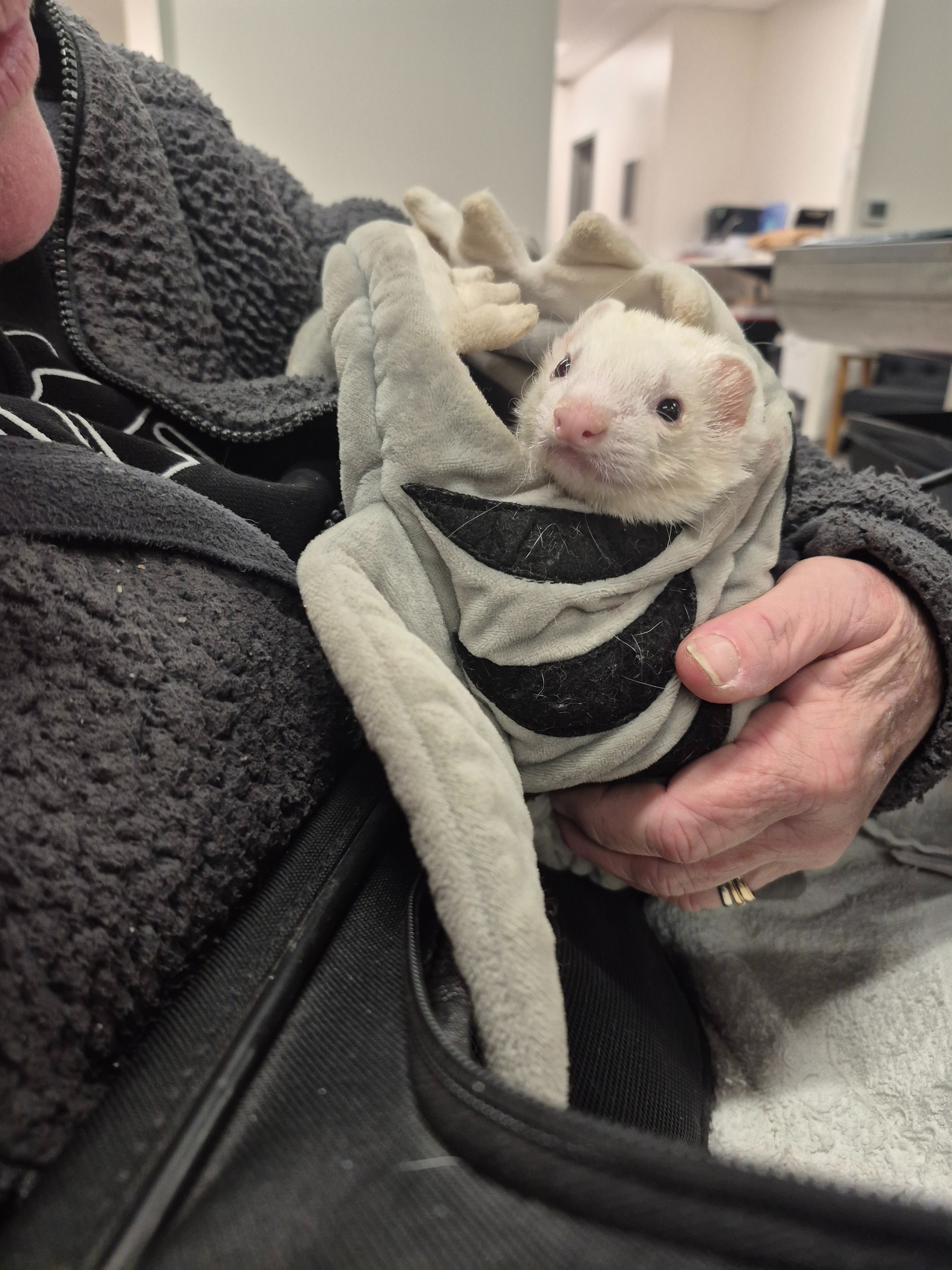 Help Save Puppy, Ed’s Support Ferret campaign photo, 4 of 8