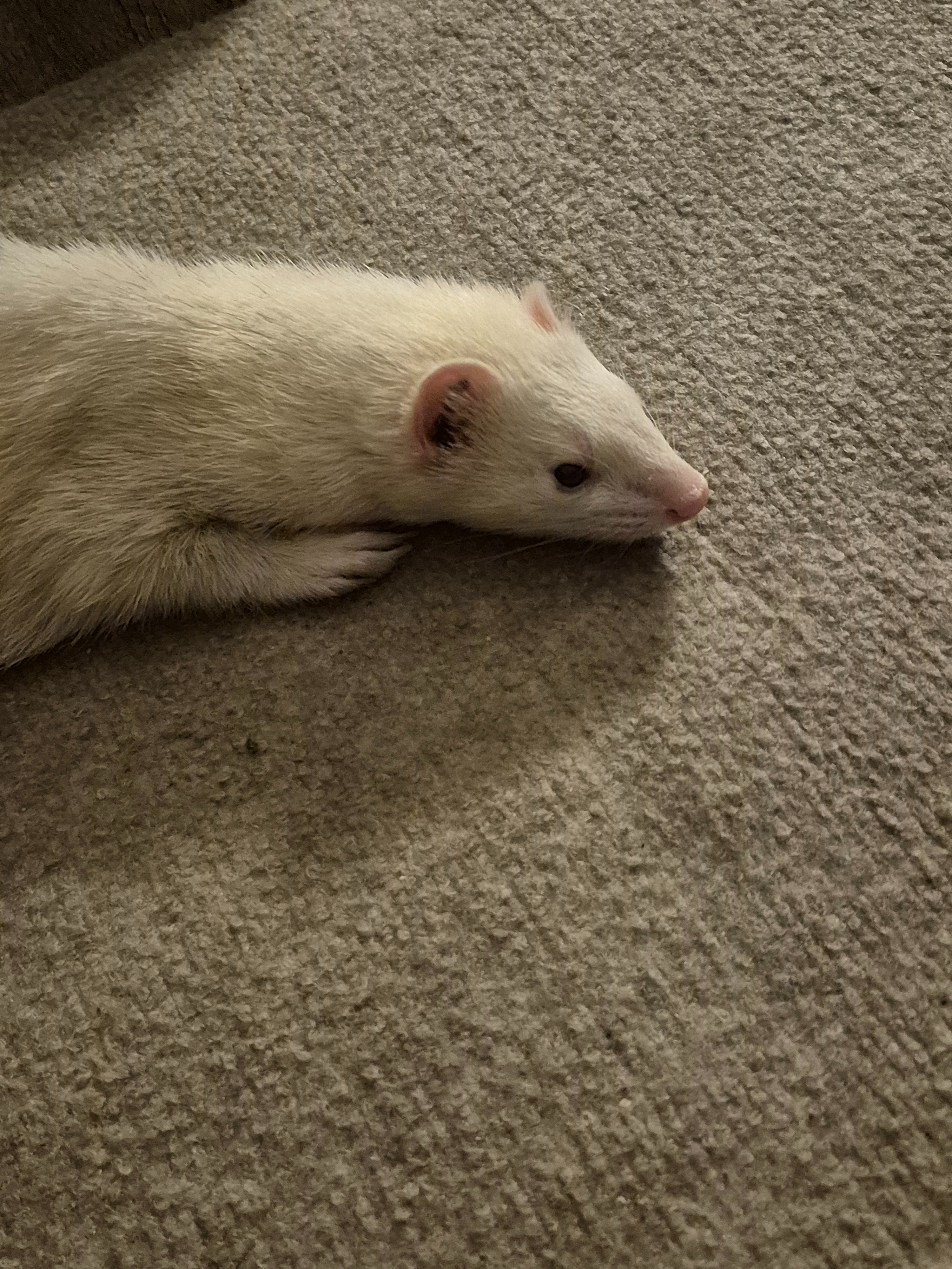 Help Save Puppy, Ed’s Support Ferret campaign photo, 6 of 8