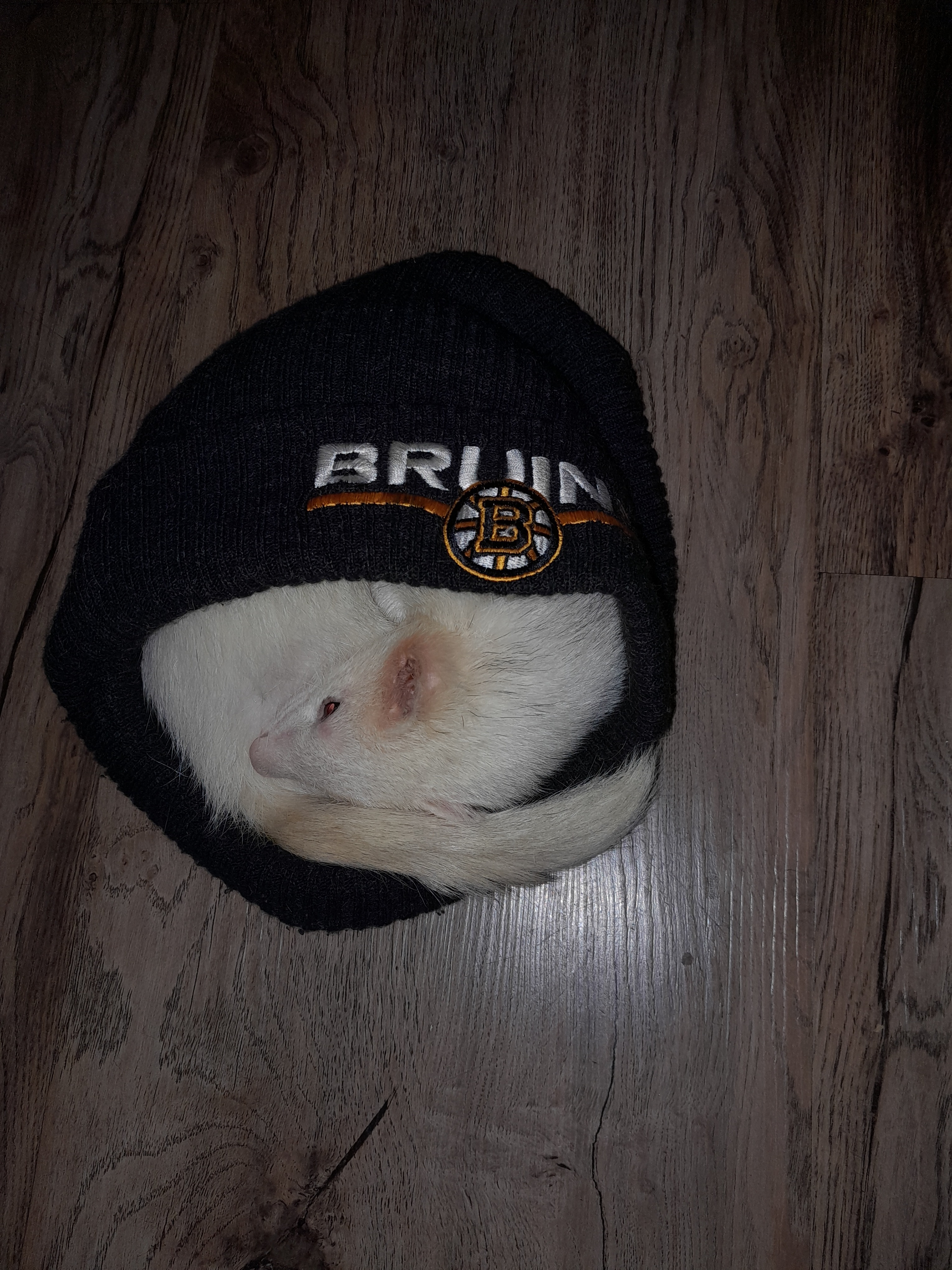 Help Save Puppy, Ed’s Support Ferret campaign photo, 5 of 8