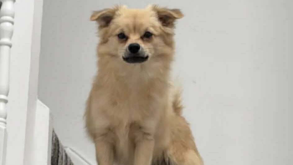 Help find Buster photo