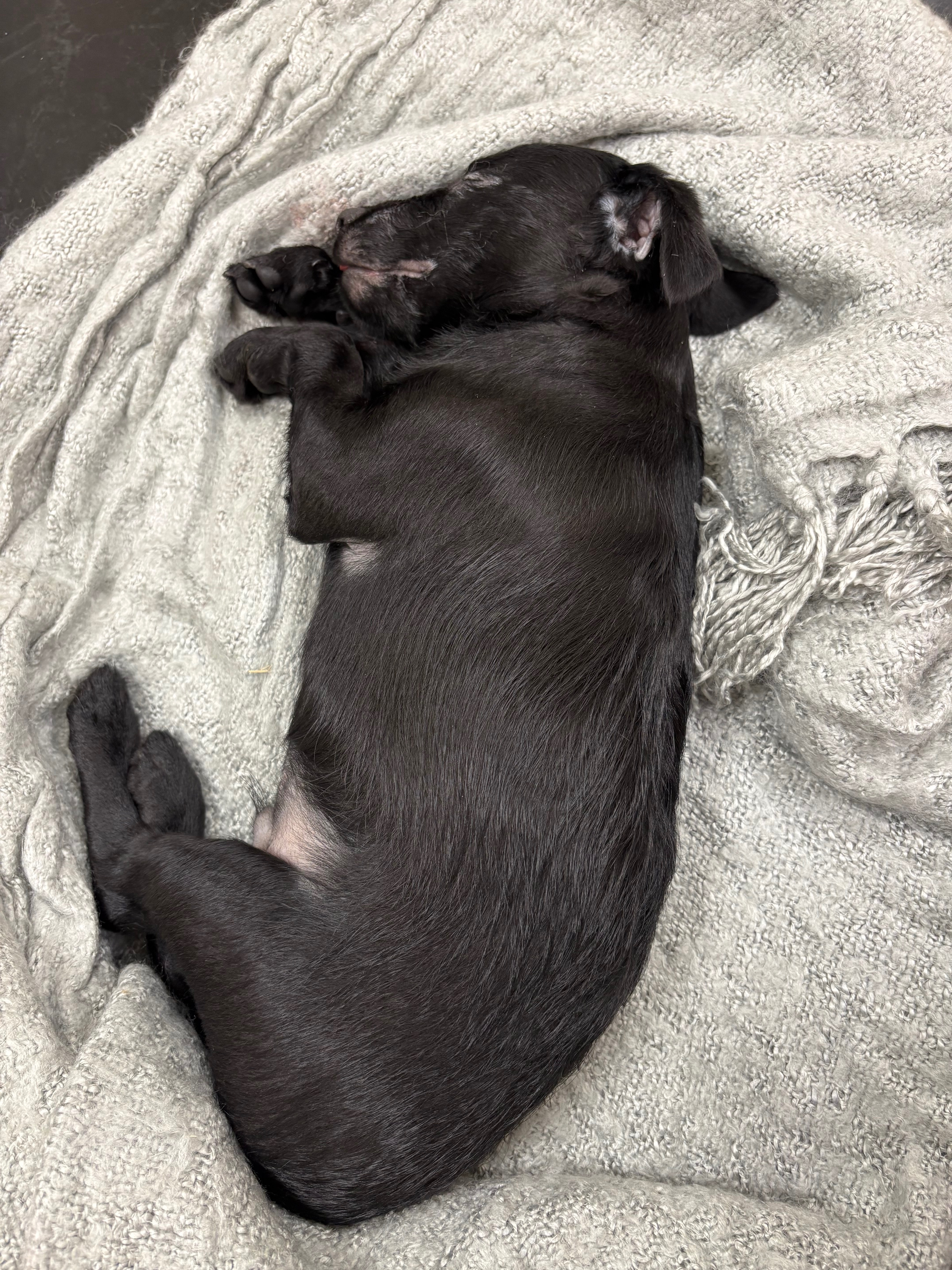 Help Kai the puppy for RIP campaign photo, 4 of 5