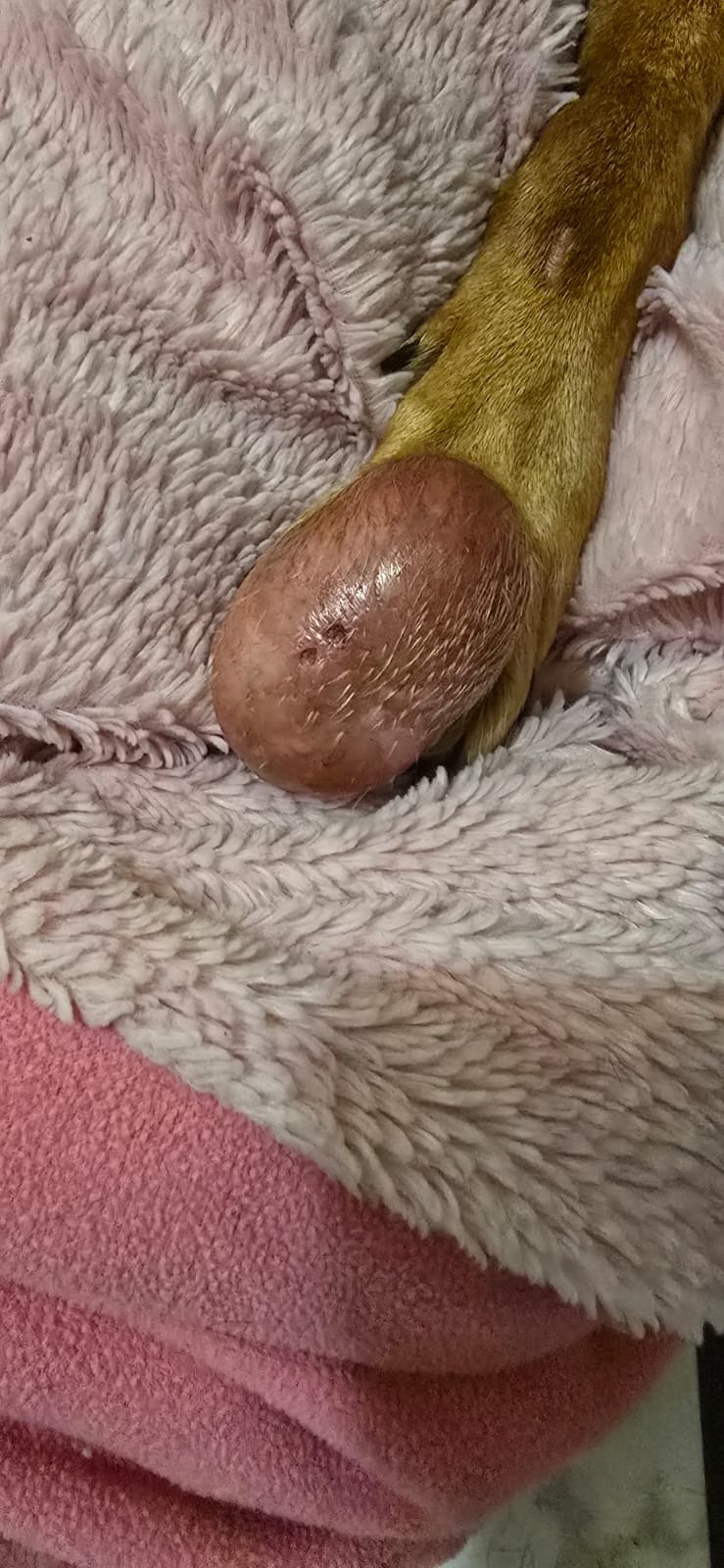 Help Churro to save his paw - Salva la patita de Churro campaign photo, 7 of 8