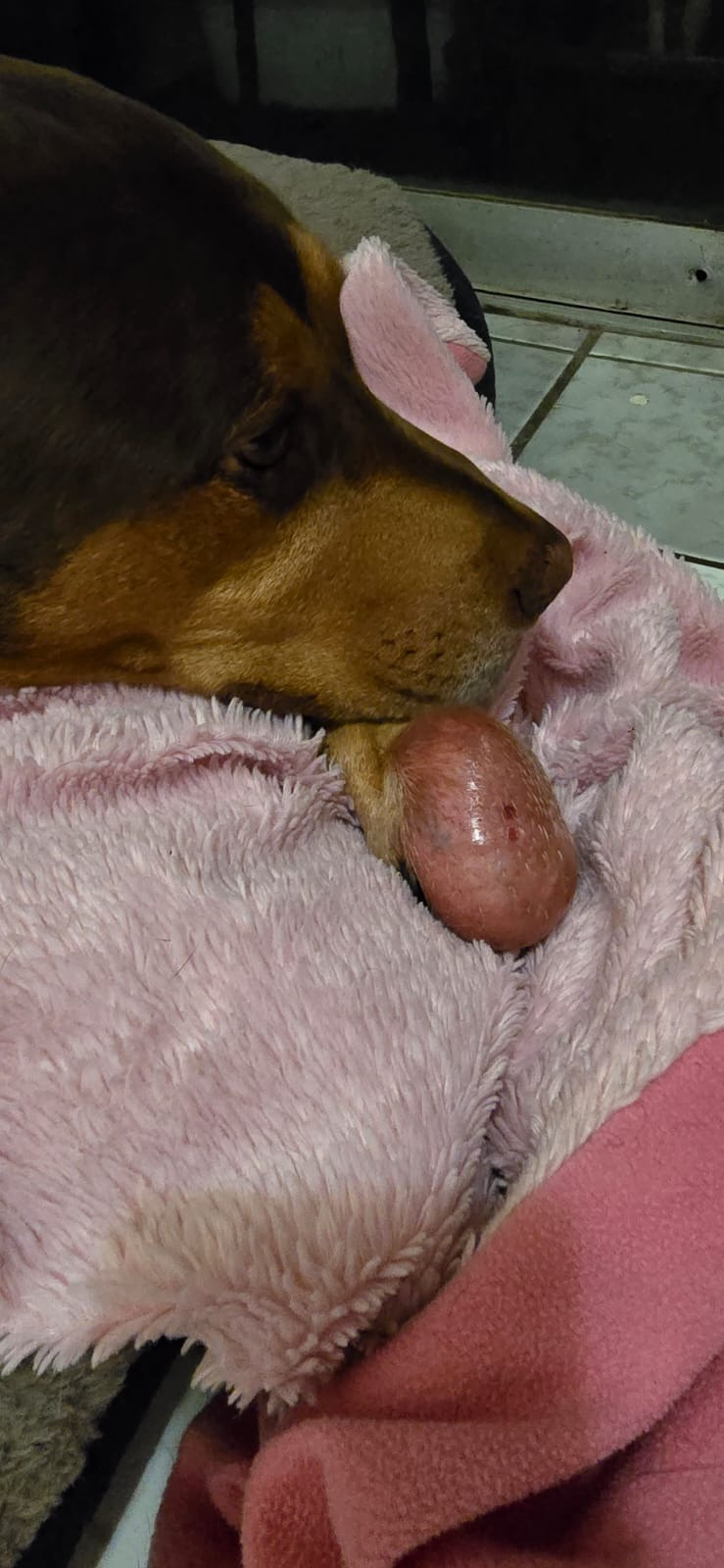 Help Churro to save his paw - Salva la patita de Churro campaign photo, 2 of 8