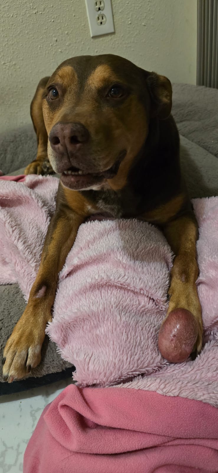 Help Churro to save his paw - Salva la patita de Churro campaign photo, 4 of 8