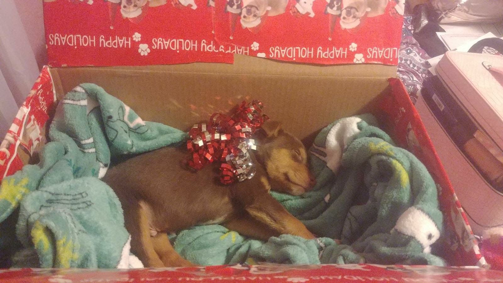 Help Churro to save his paw - Salva la patita de Churro campaign photo, 6 of 8