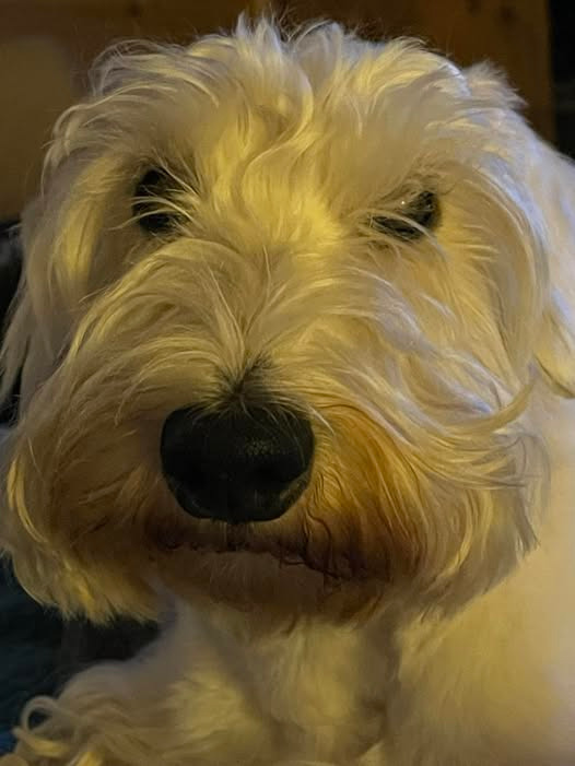 Help Lori & 4-year-old Sealyham BB Sinatra’s Surgeries campaign photo, 5 of 7