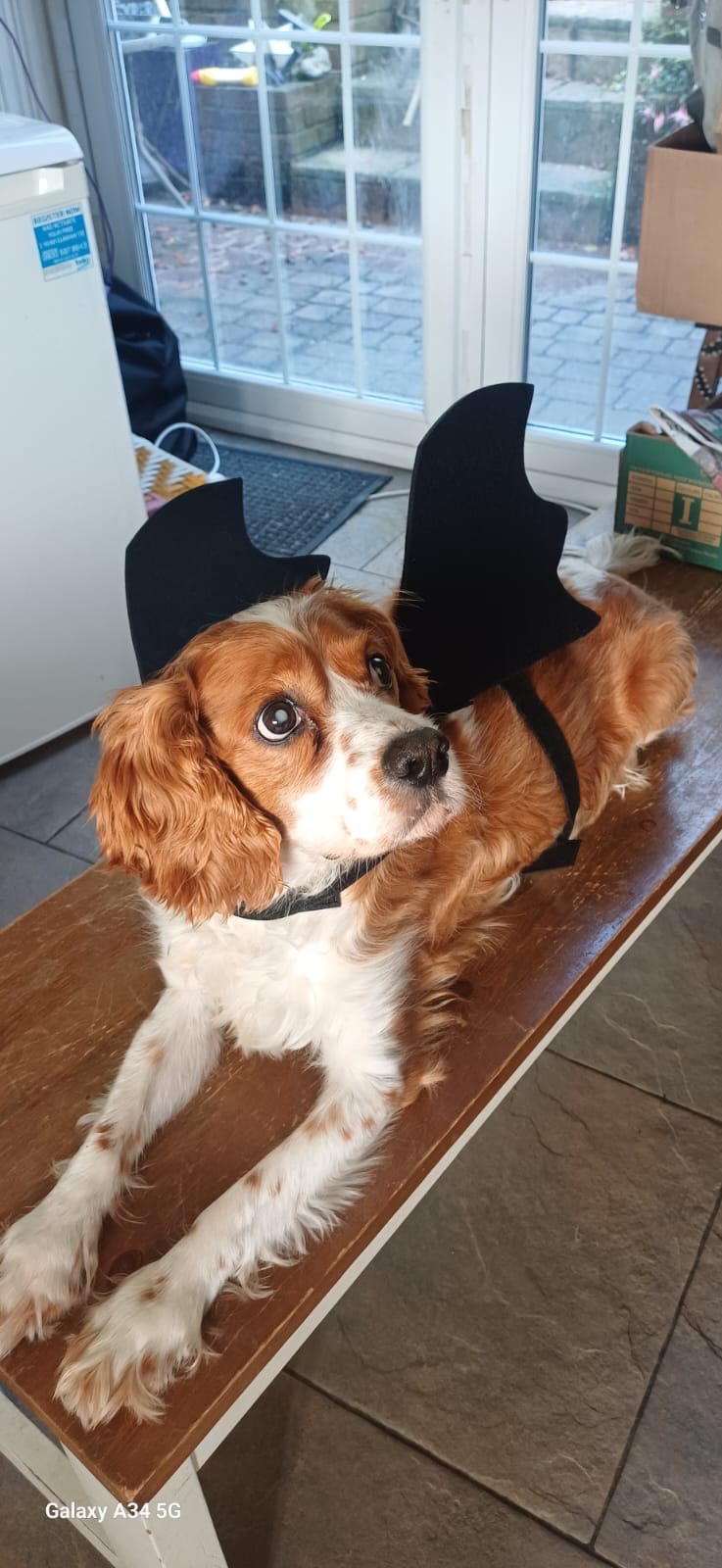 Help Save Shadow: A 9-Year-Old Cavalier Fighting For Life campaign photo, 7 of 8