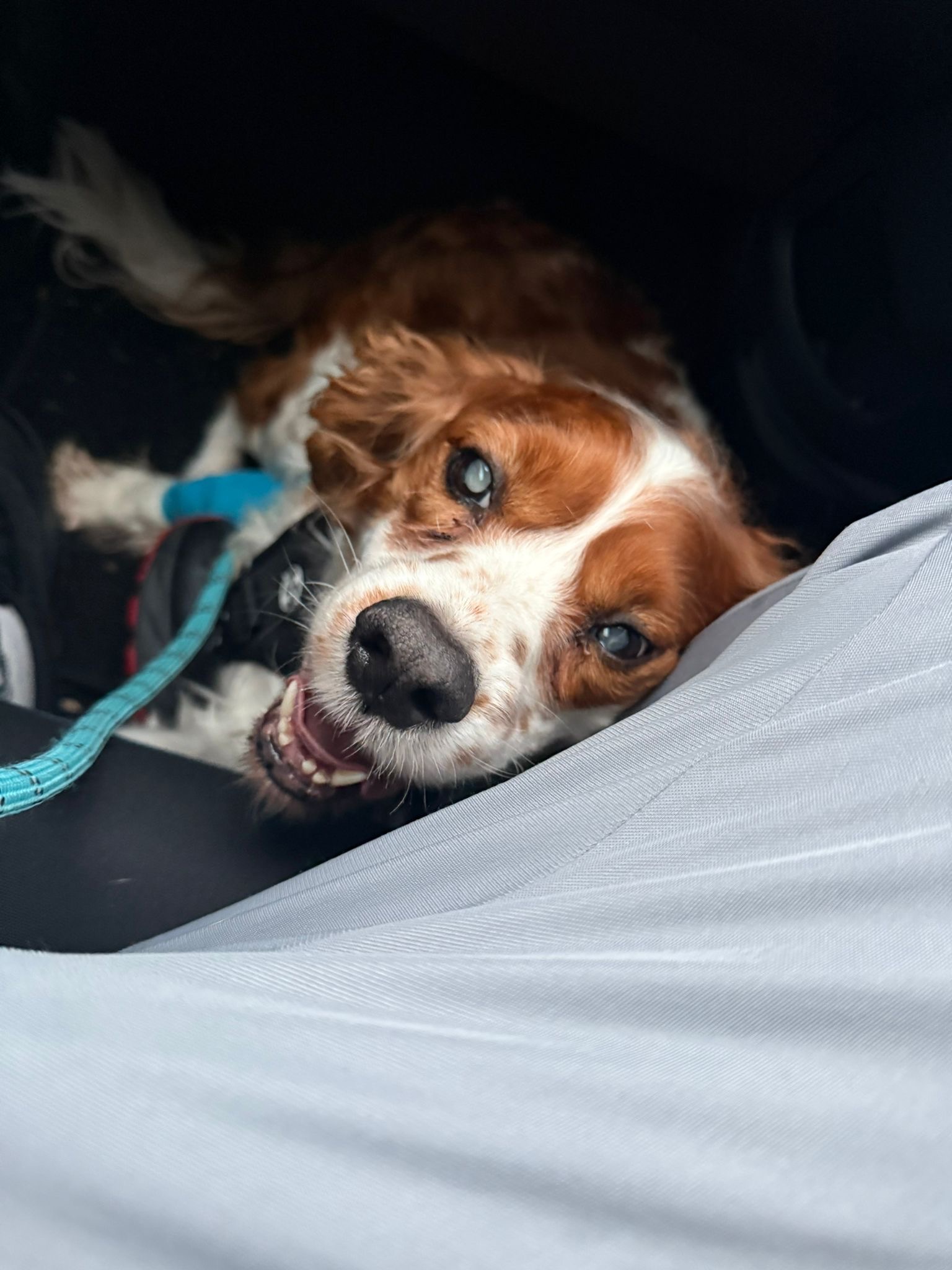 Help Save Shadow: A 9-Year-Old Cavalier Fighting For Life campaign photo, 2 of 8