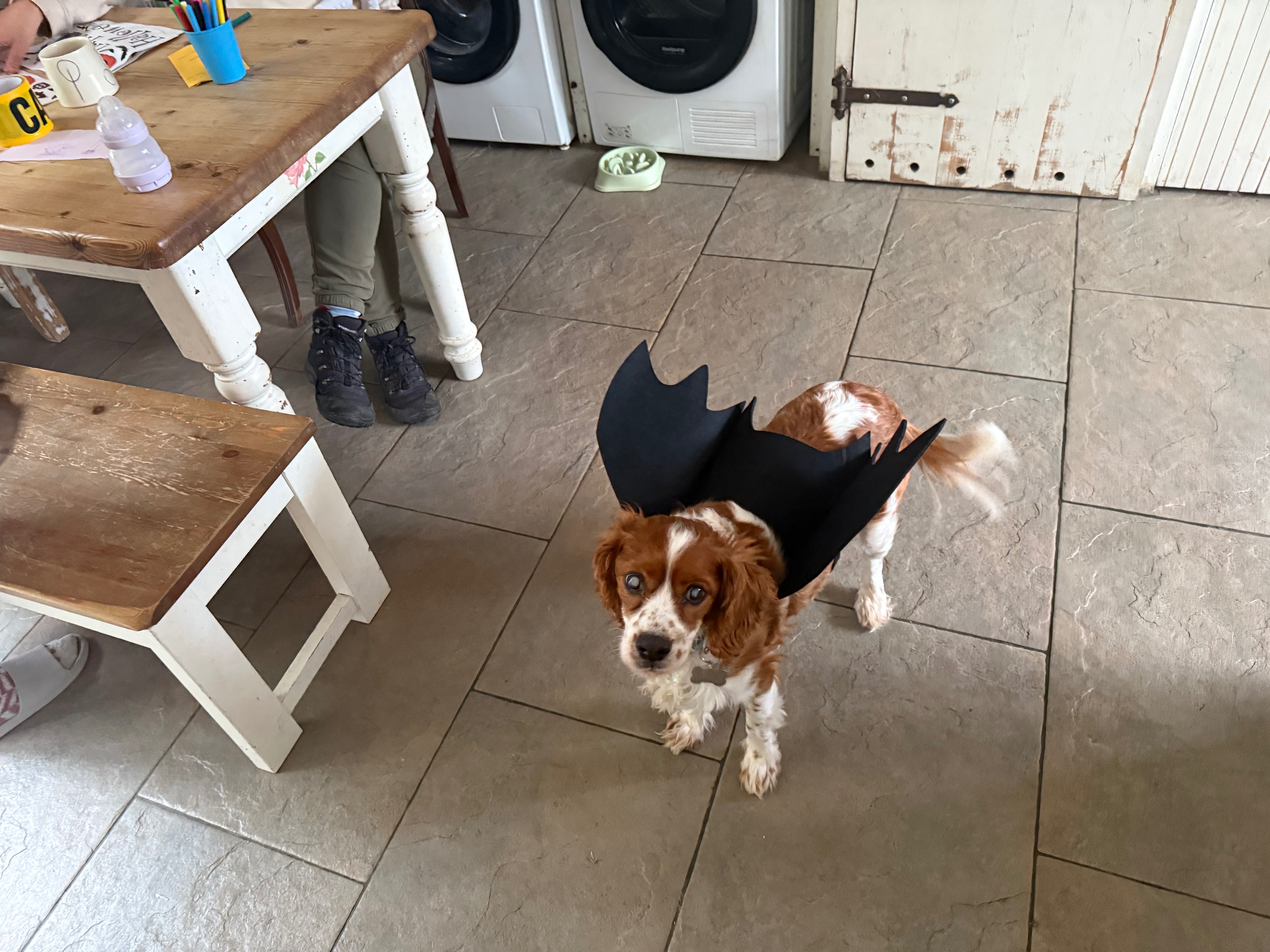 Help Save Shadow: A 9-Year-Old Cavalier Fighting For Life campaign photo, 4 of 8