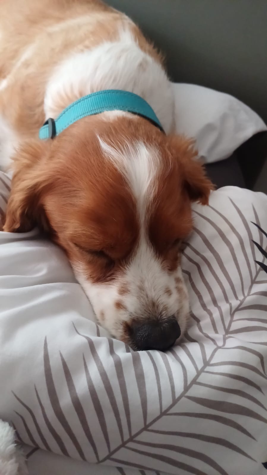 Help Save Shadow: A 9-Year-Old Cavalier Fighting For Life campaign photo, 5 of 8