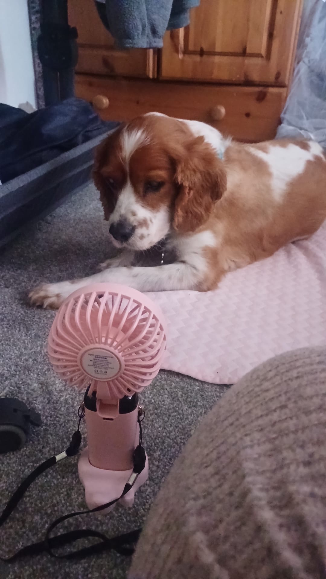 Help Save Shadow: A 9-Year-Old Cavalier Fighting For Life campaign photo, 6 of 8