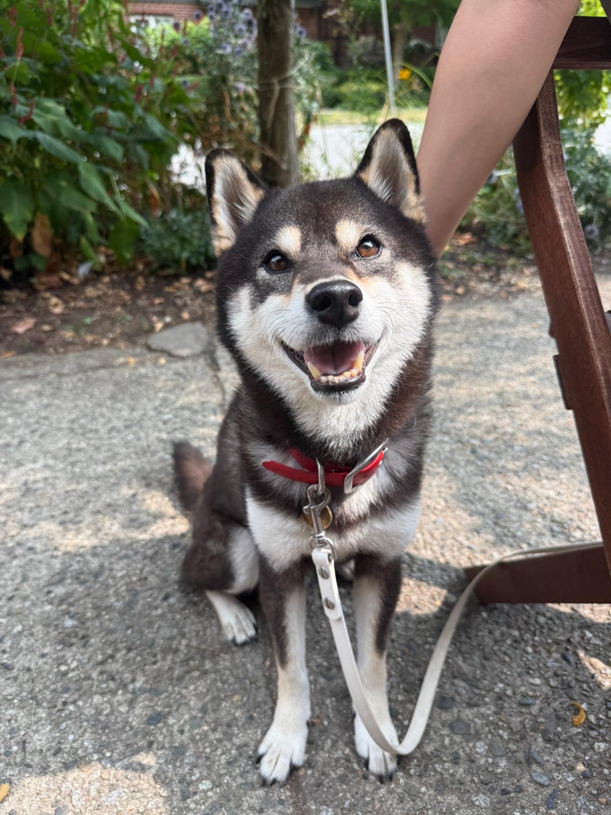 Leon the shibe campaign photo, 4 of 4