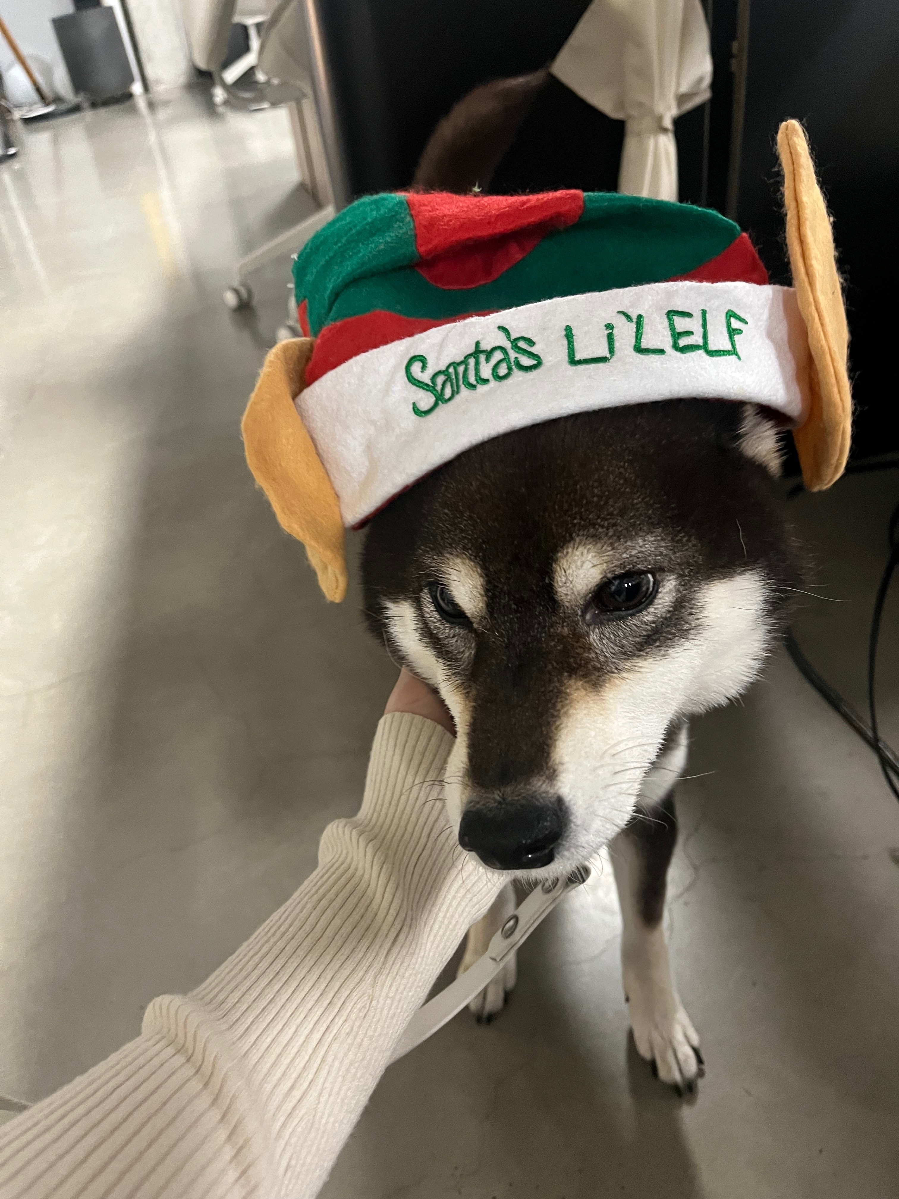 Leon the shibe campaign photo, 2 of 4