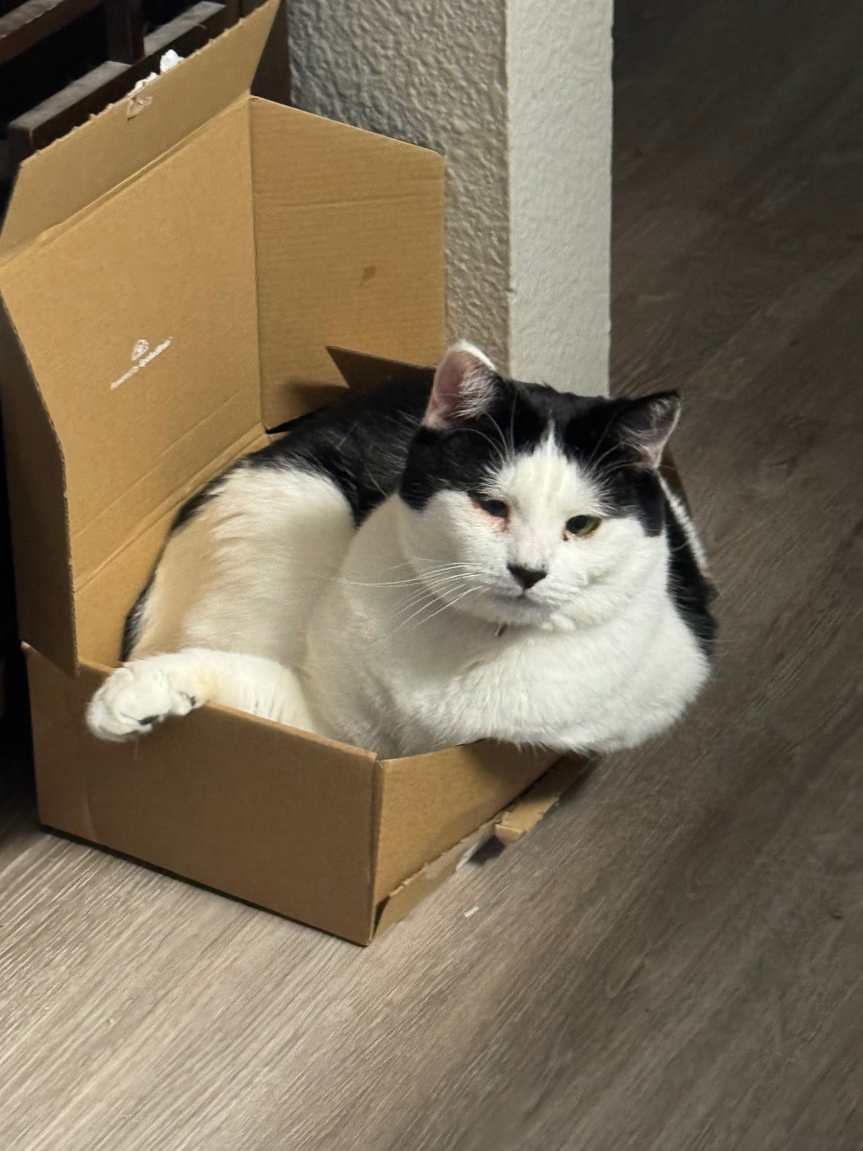 Help Save Haley's Cat Bunny (Ayuan) from FIP campaign photo, 7 of 8