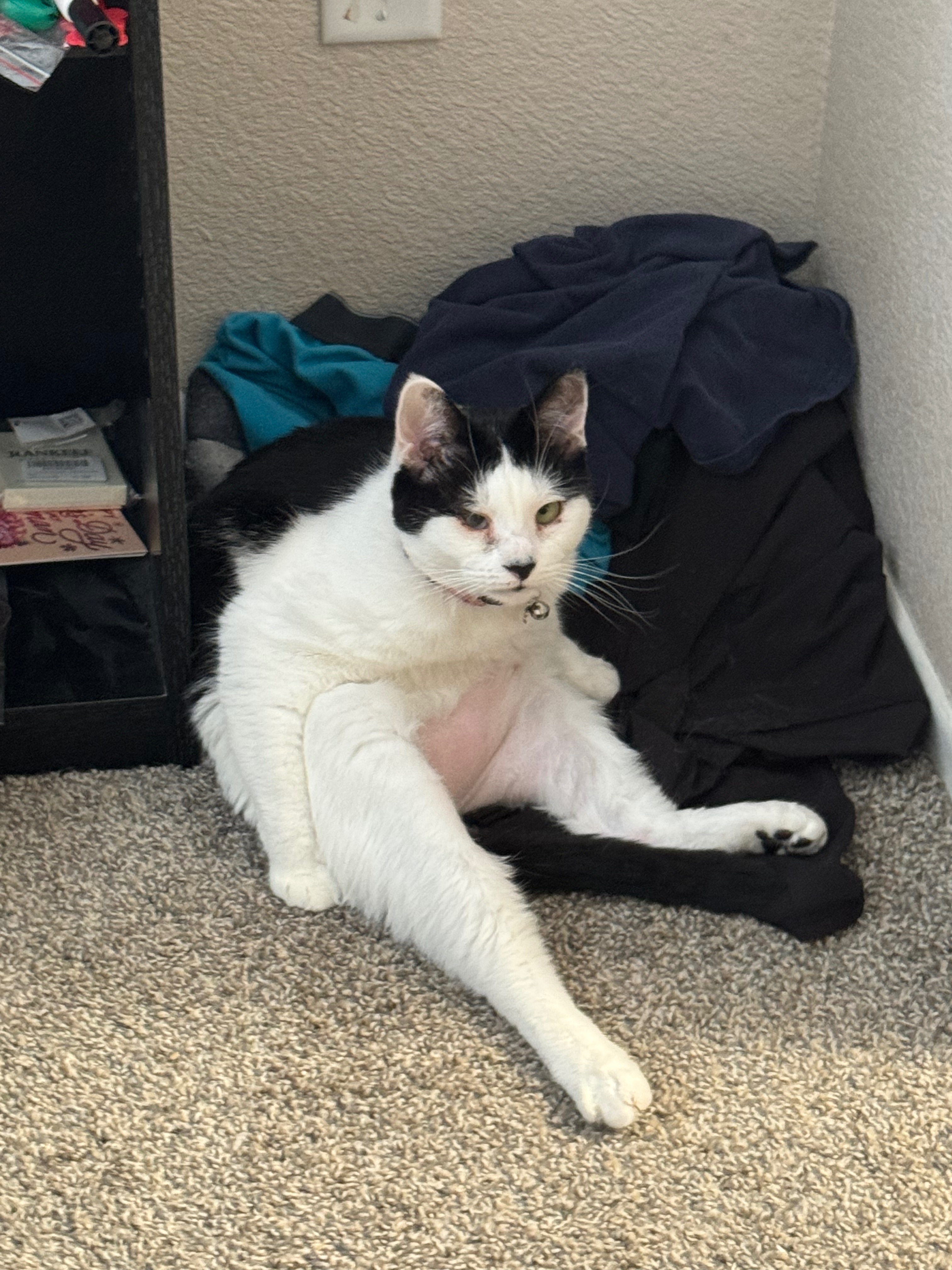Help Save Haley's Cat Bunny (Ayuan) from FIP campaign photo, 2 of 8
