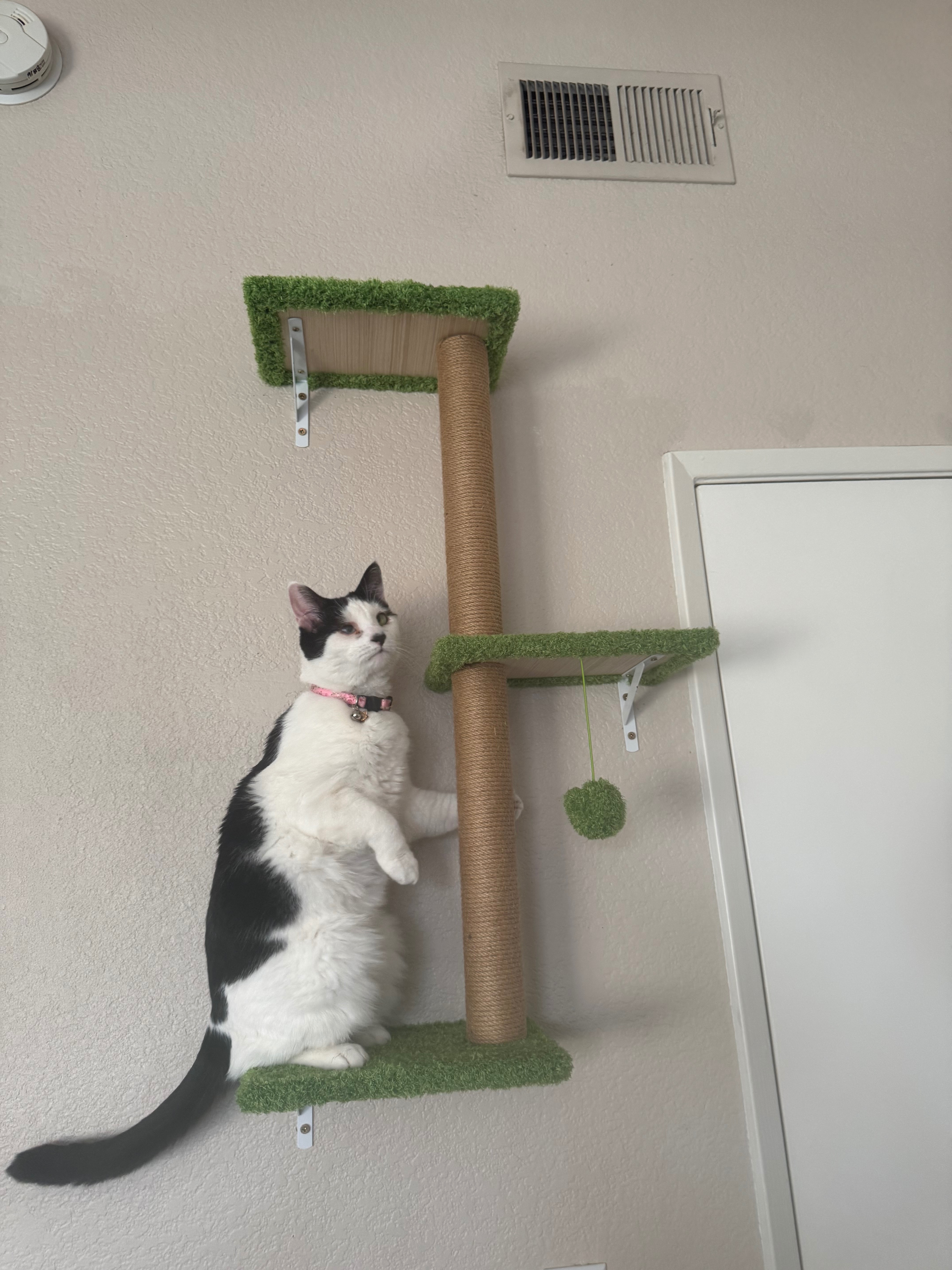Help Save Haley's Cat Bunny (Ayuan) from FIP campaign photo, 4 of 8