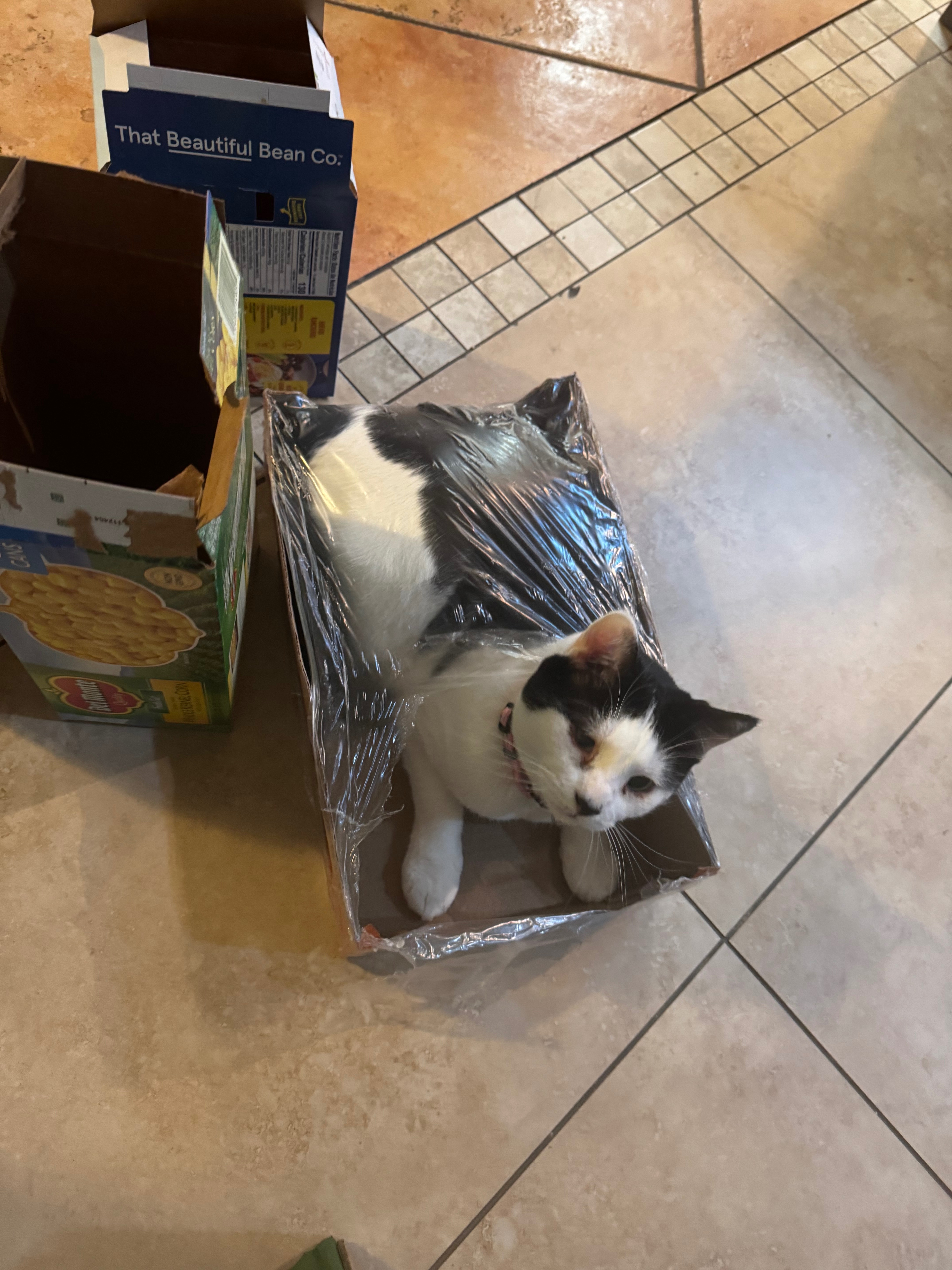 Help Save Haley's Cat Bunny (Ayuan) from FIP campaign photo, 5 of 8