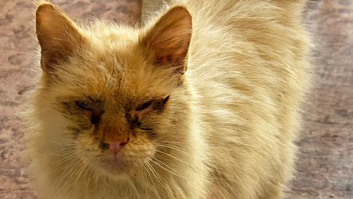 Save Kittens Battling FIP and Fungal Infections photo