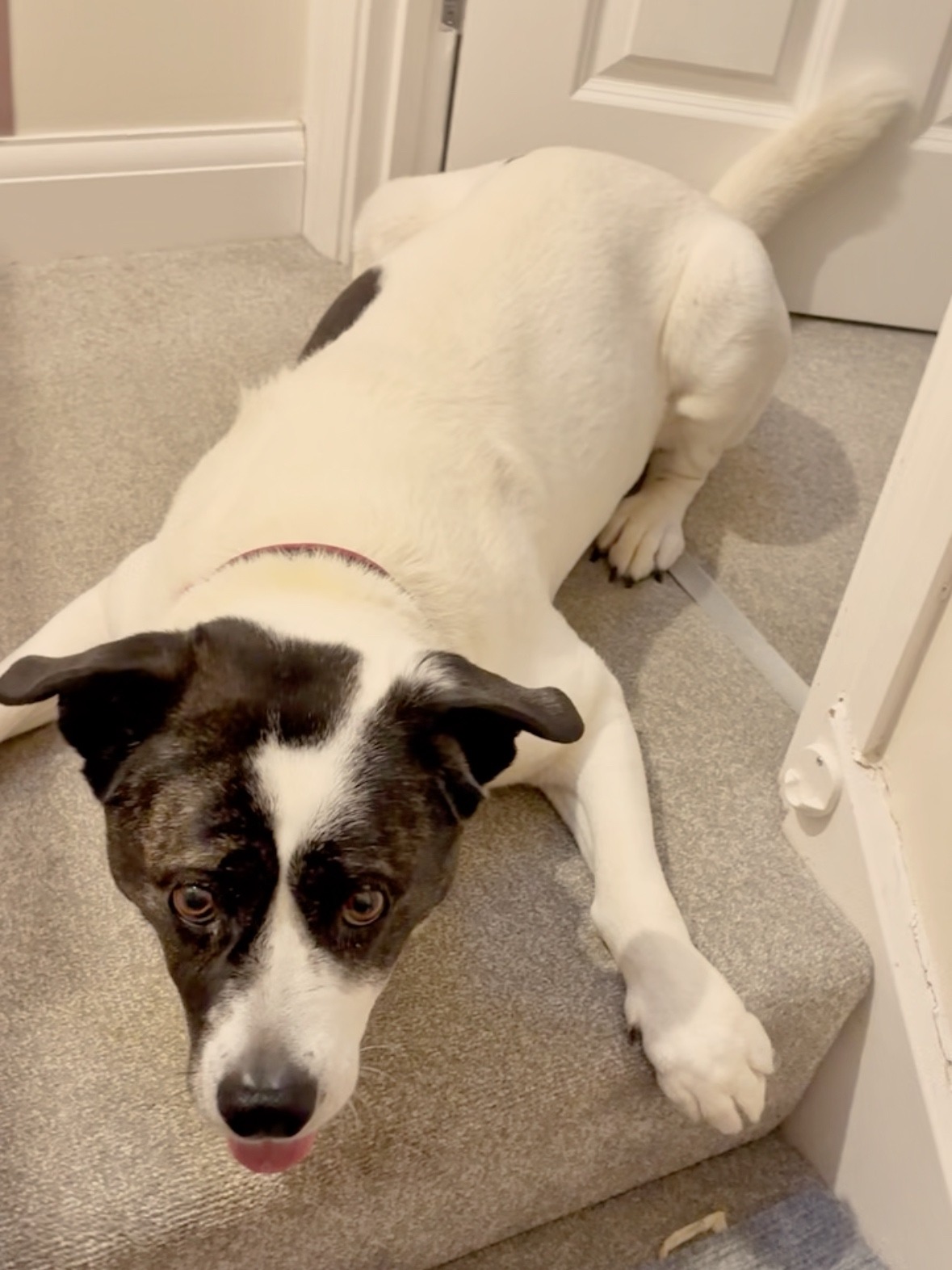 Help Bella Walk Again — Urgent MRI & Specialist Care Needed campaign photo, 5 of 6