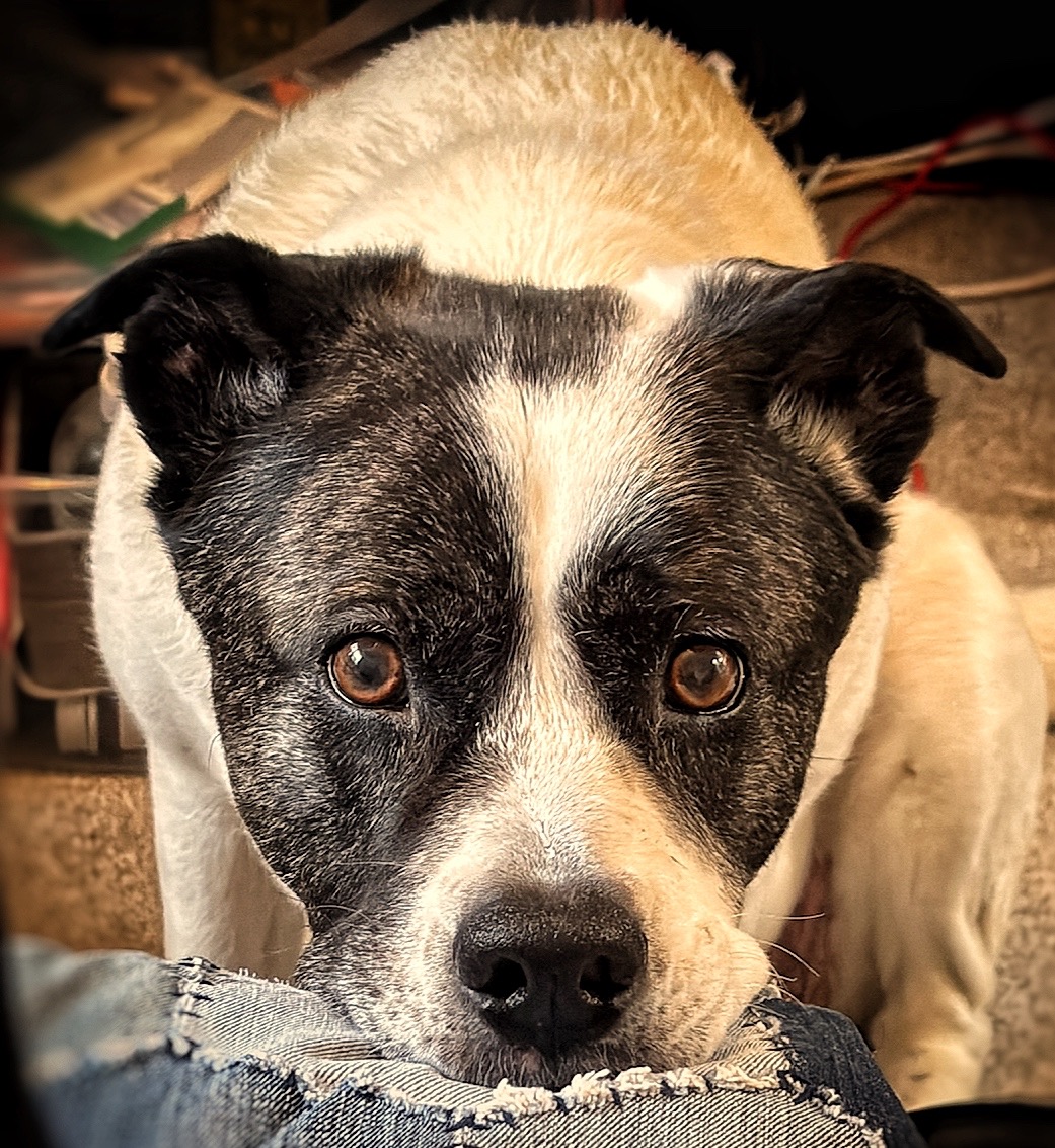 Help Bella Walk Again — Urgent MRI & Specialist Care Needed campaign photo, 2 of 6