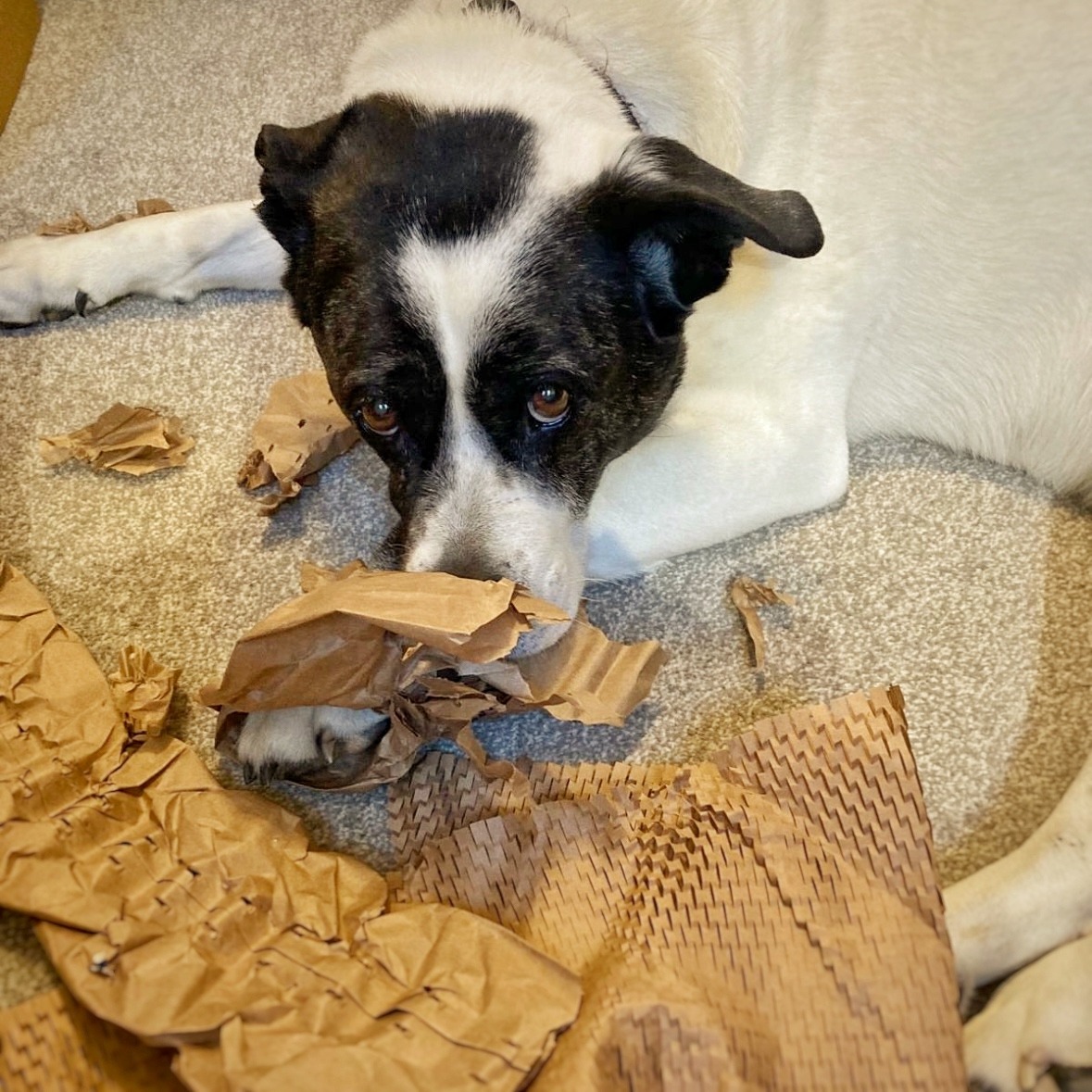 Help Bella Walk Again — Urgent MRI & Specialist Care Needed campaign photo, 4 of 6