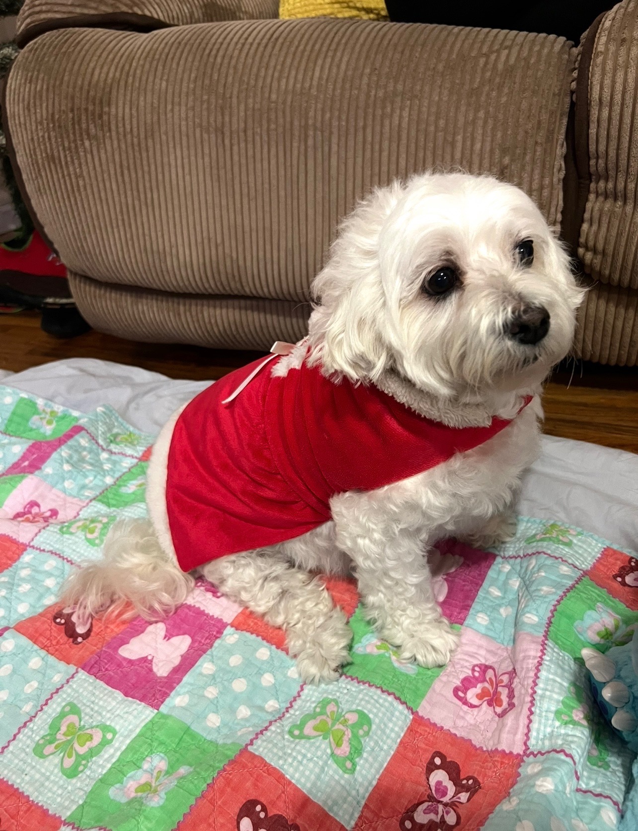 Help Save Our Sweet Suzy’s Life campaign photo, 6 of 7