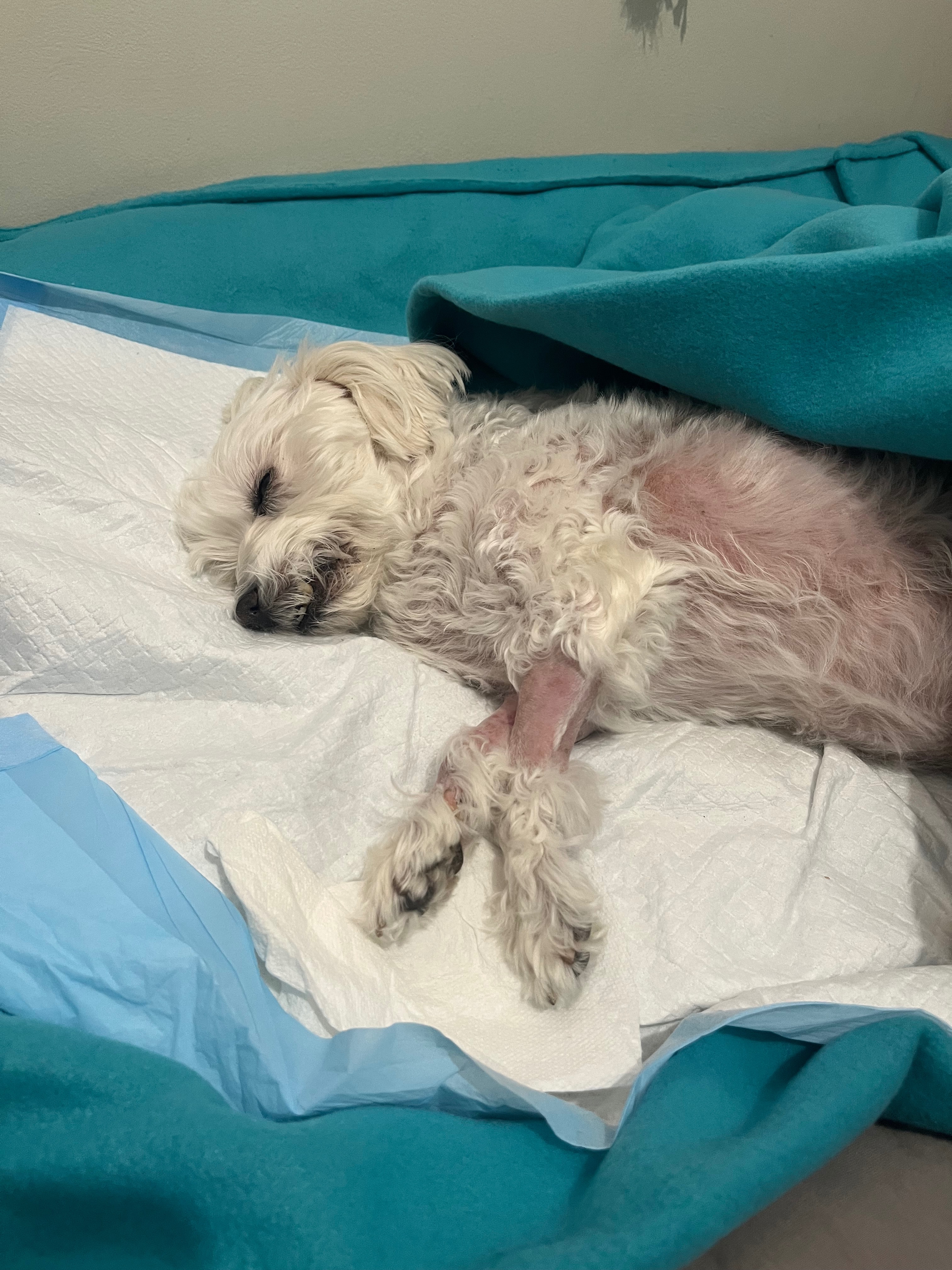 Help Save Our Sweet Suzy’s Life campaign photo, 2 of 7