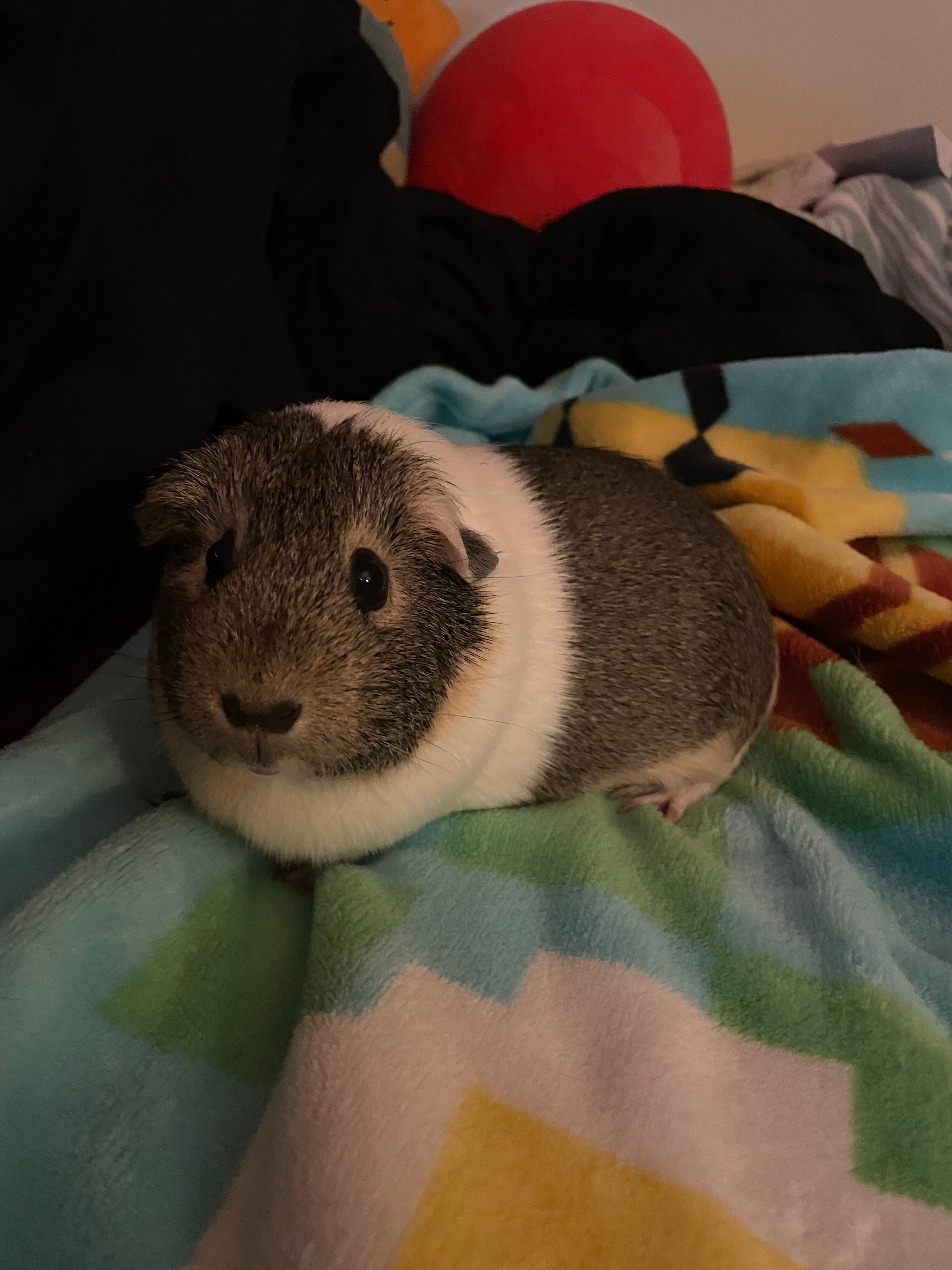 Help Muffin Get Life-Saving Surgery campaign photo, 2 of 4