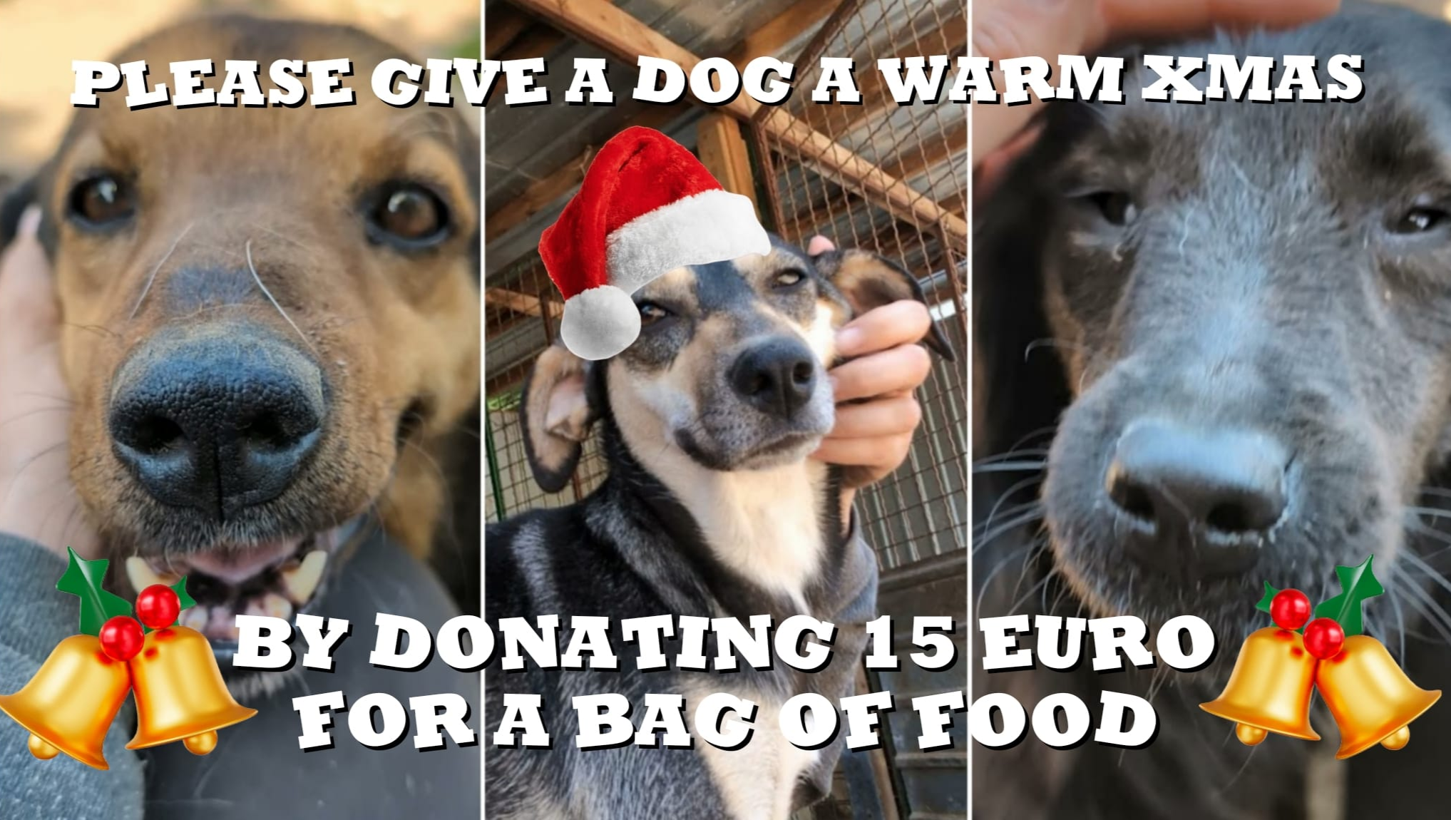 Fundraiser by Ingrid Martens : Food Christmas Appeal for Sasha's Shelter  dogs, image size:2035x1150