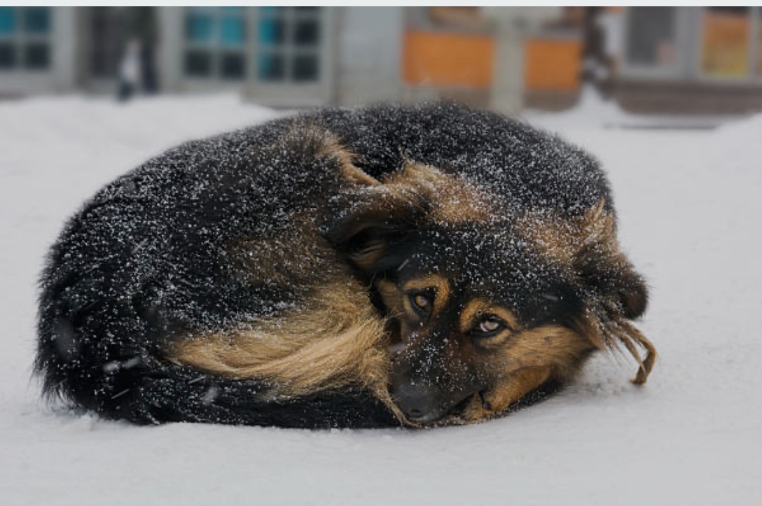 Abandoned Dogs and Puppies campaign photo, 4 of 5