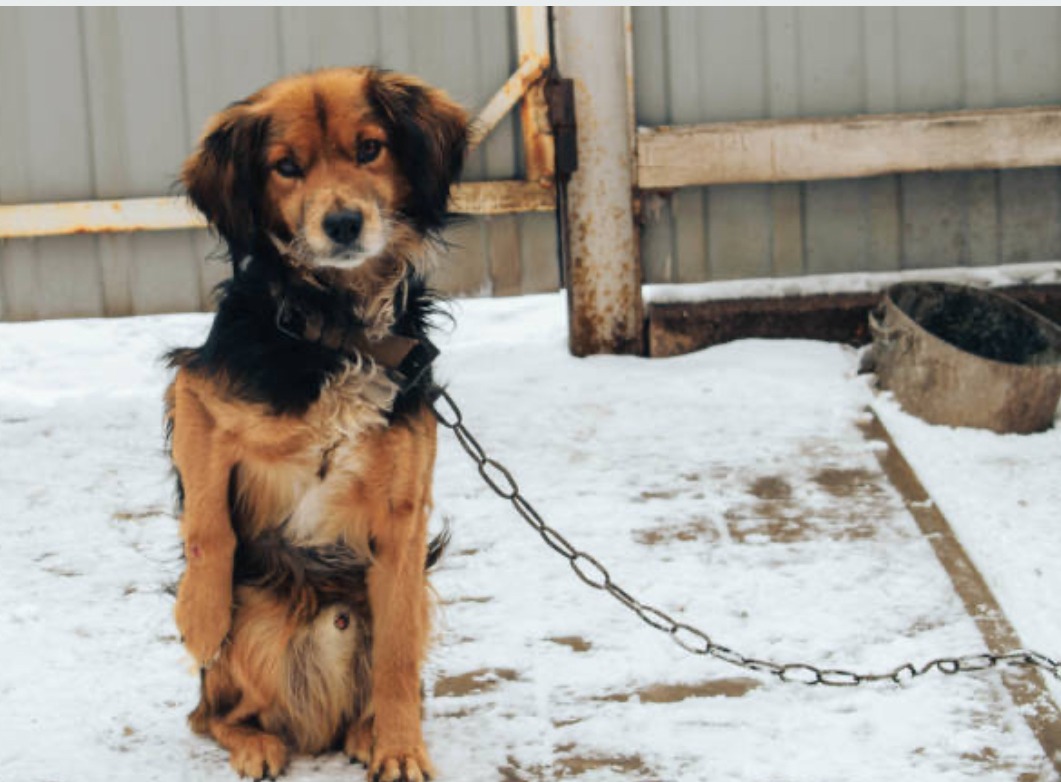 Abandoned Dogs and Puppies campaign photo, 2 of 5