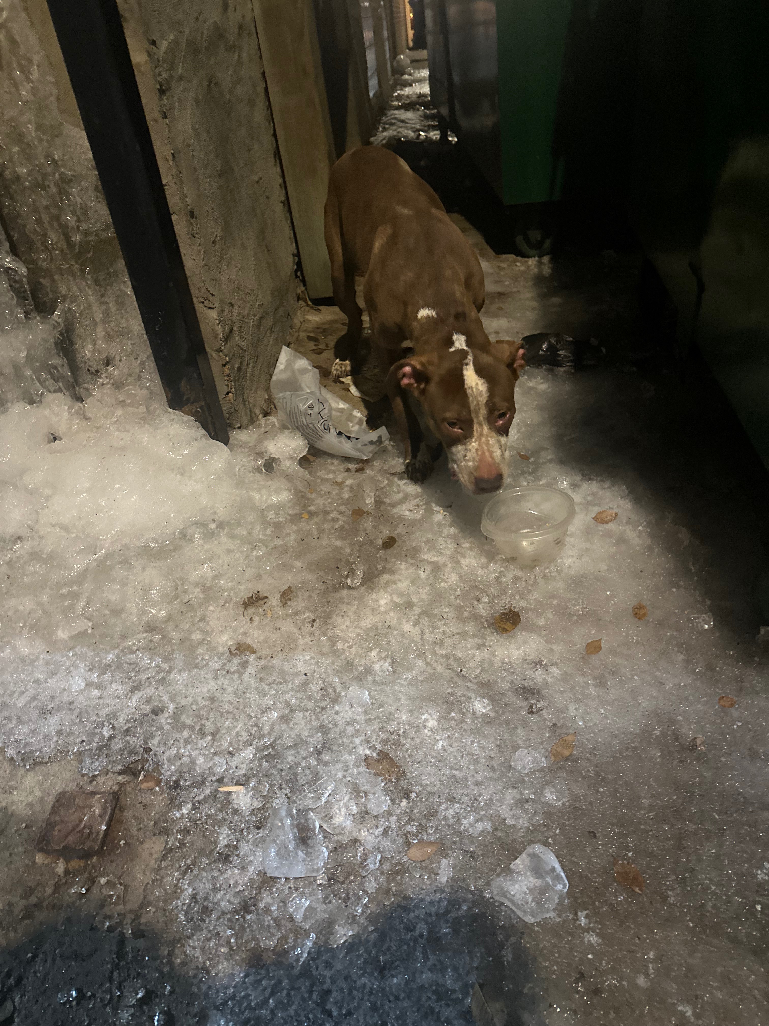 Help JayCee Rescue Stray Animals Full Time campaign photo, 2 of 8