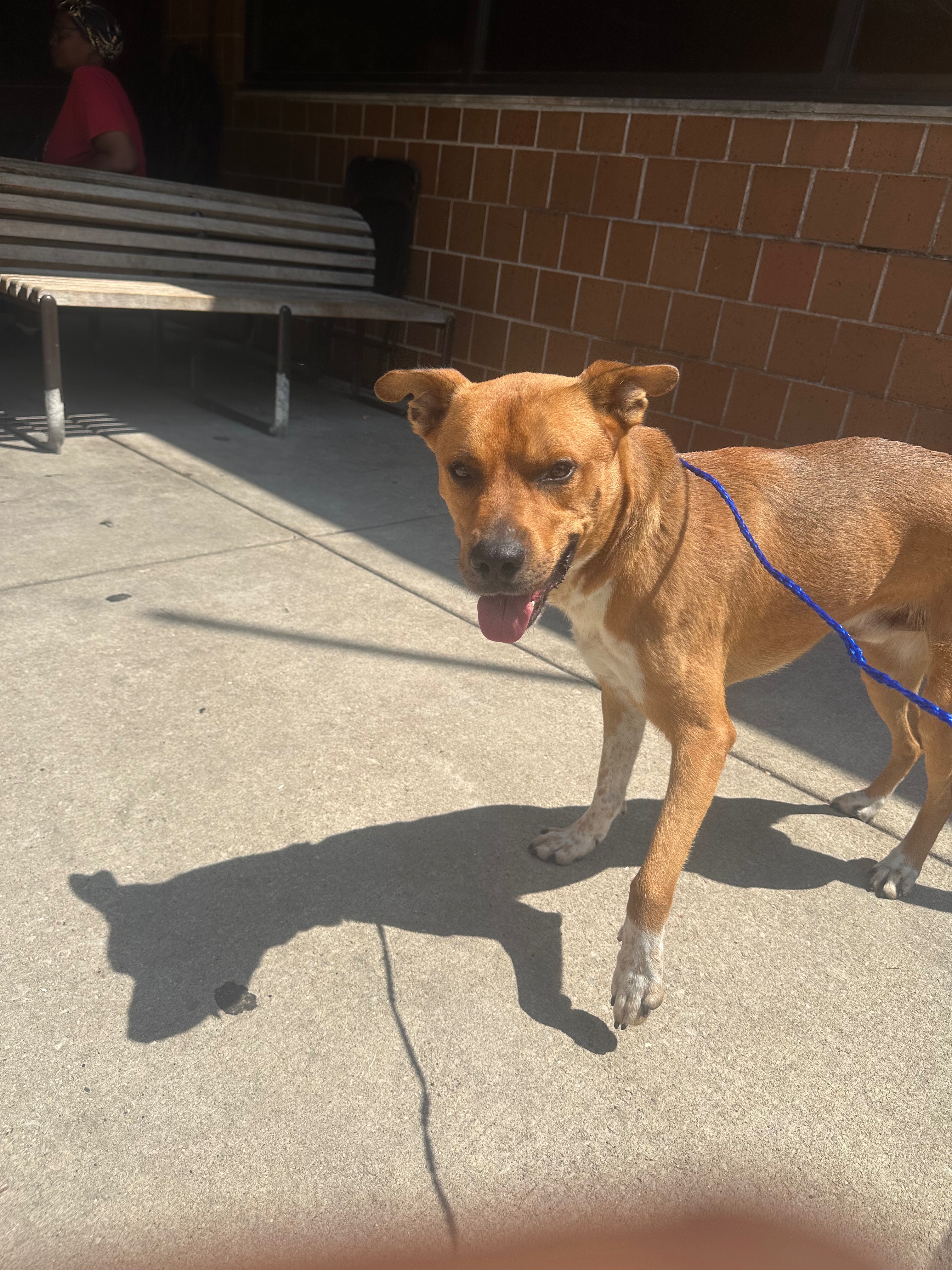 Help JayCee Rescue Stray Animals Full Time campaign photo, 5 of 8