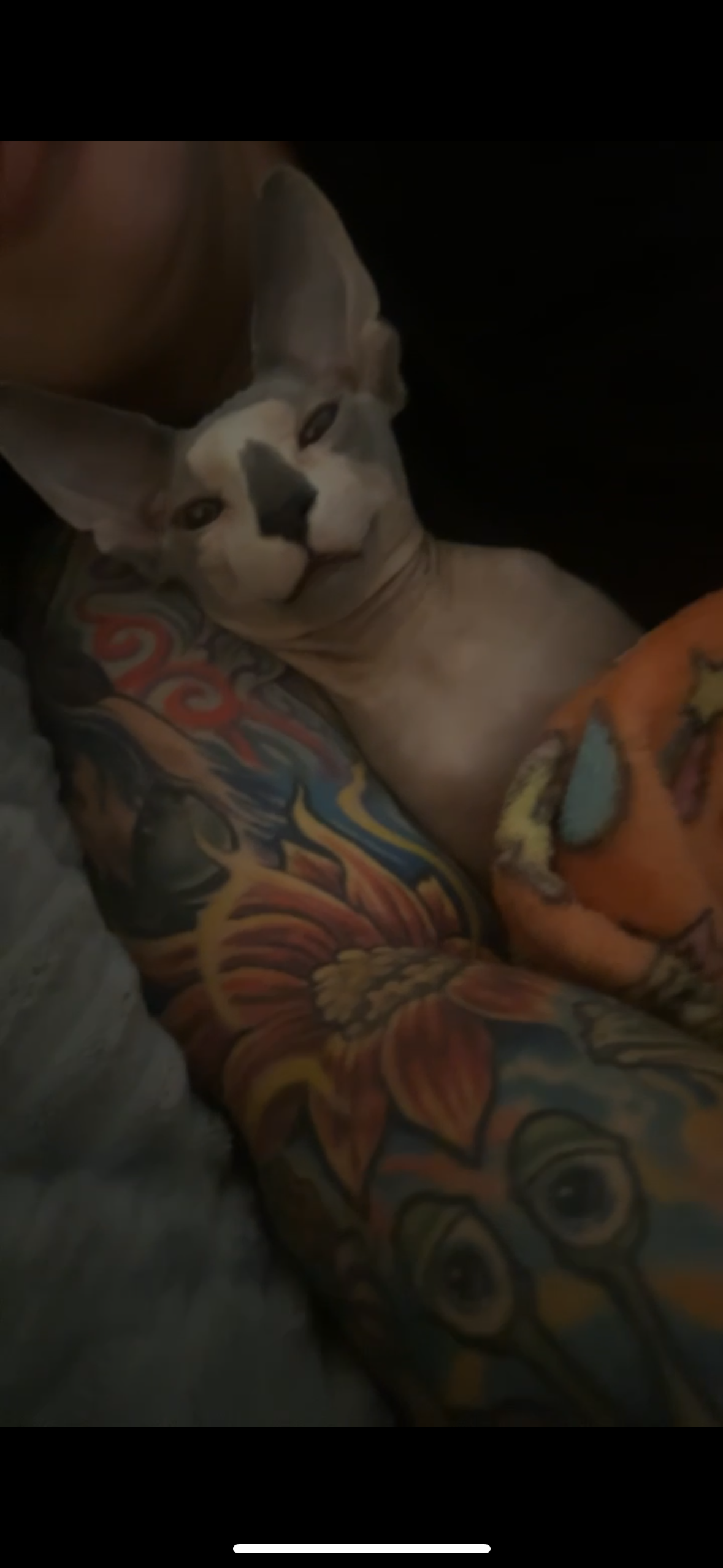HELP Save Our Beloved Cat, Universe campaign photo, 7 of 8
