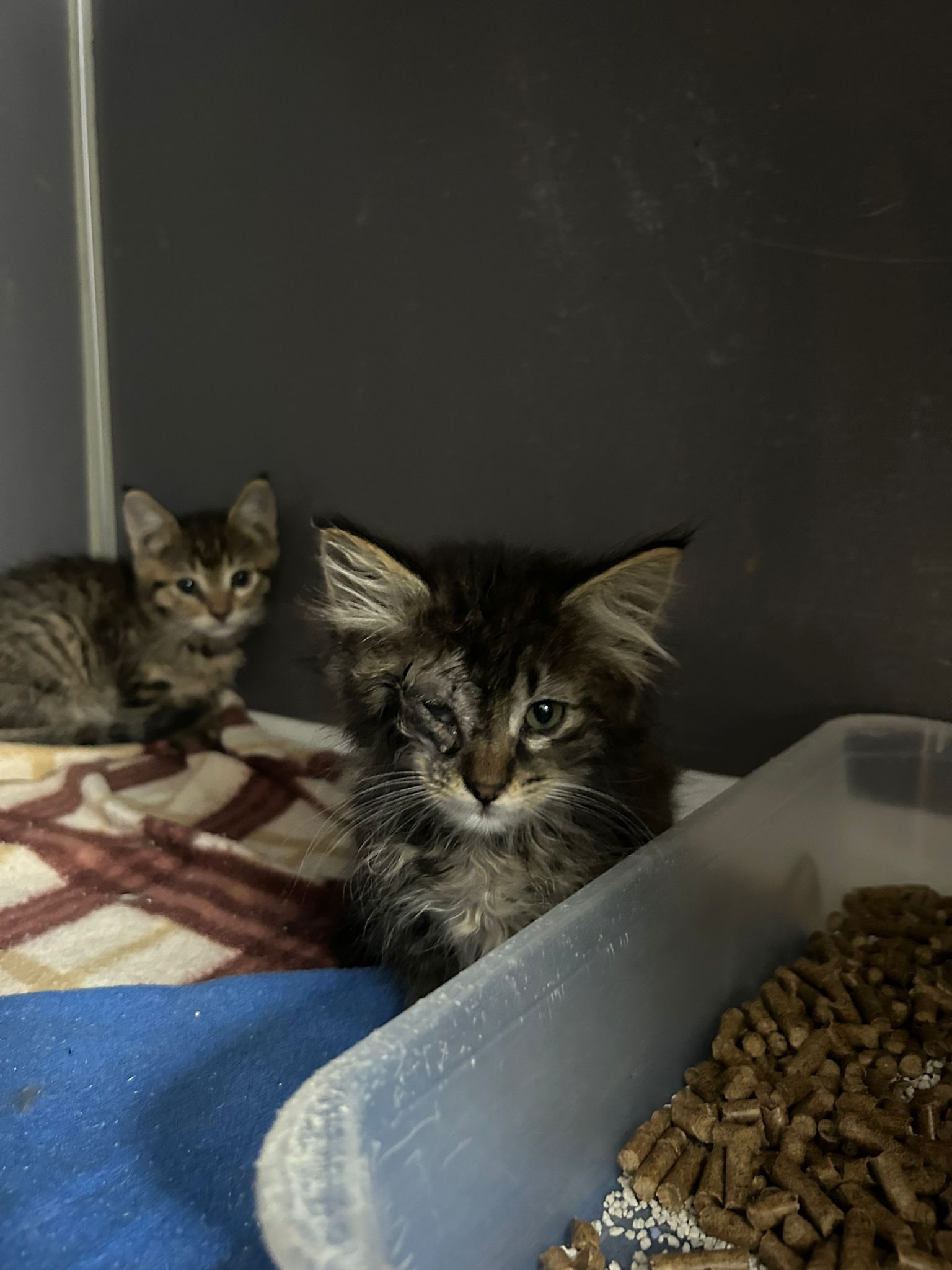 Help Hilal Save Stray Cats in Turkey campaign photo, 6 of 6