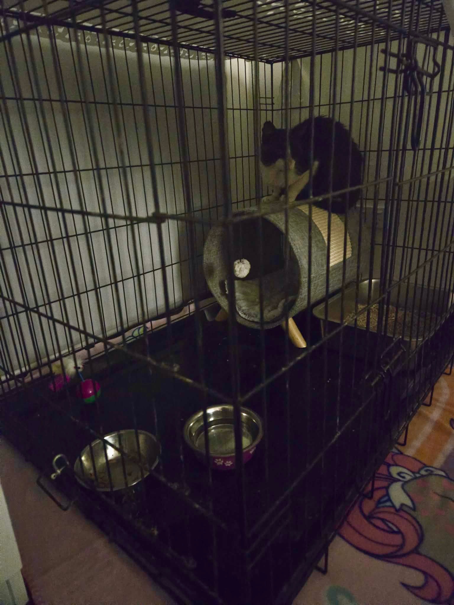 Tux is currently in care now campaign photo, 6 of 6