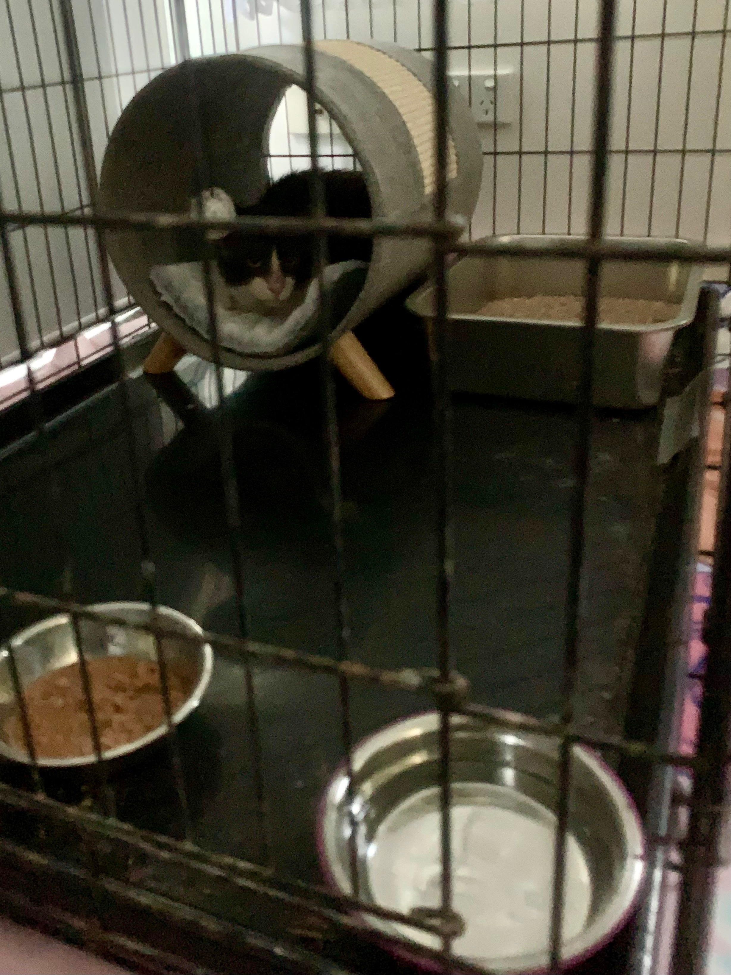Tux is currently in care now campaign photo, 2 of 6
