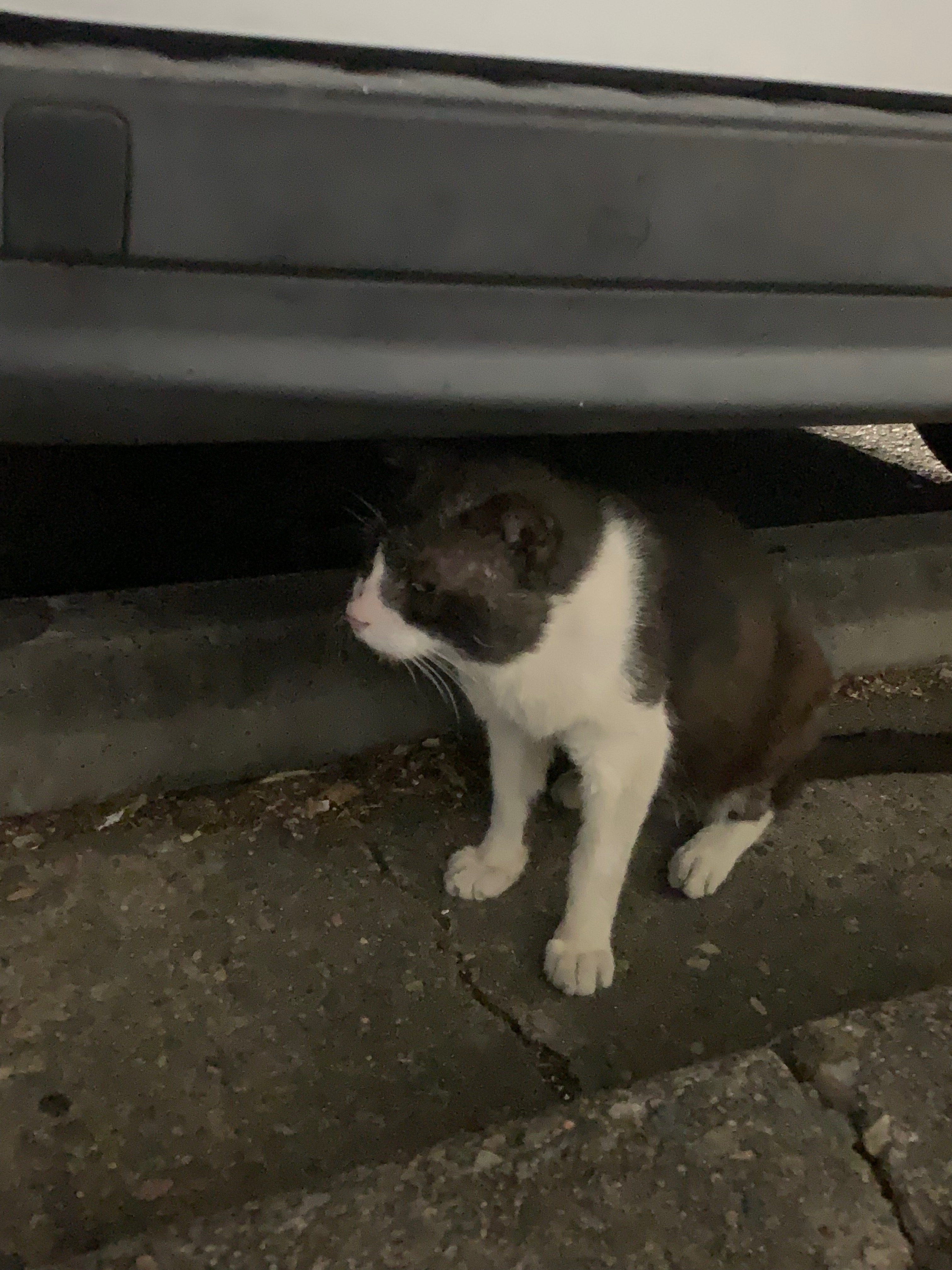 Tux is currently in care now campaign photo, 4 of 6