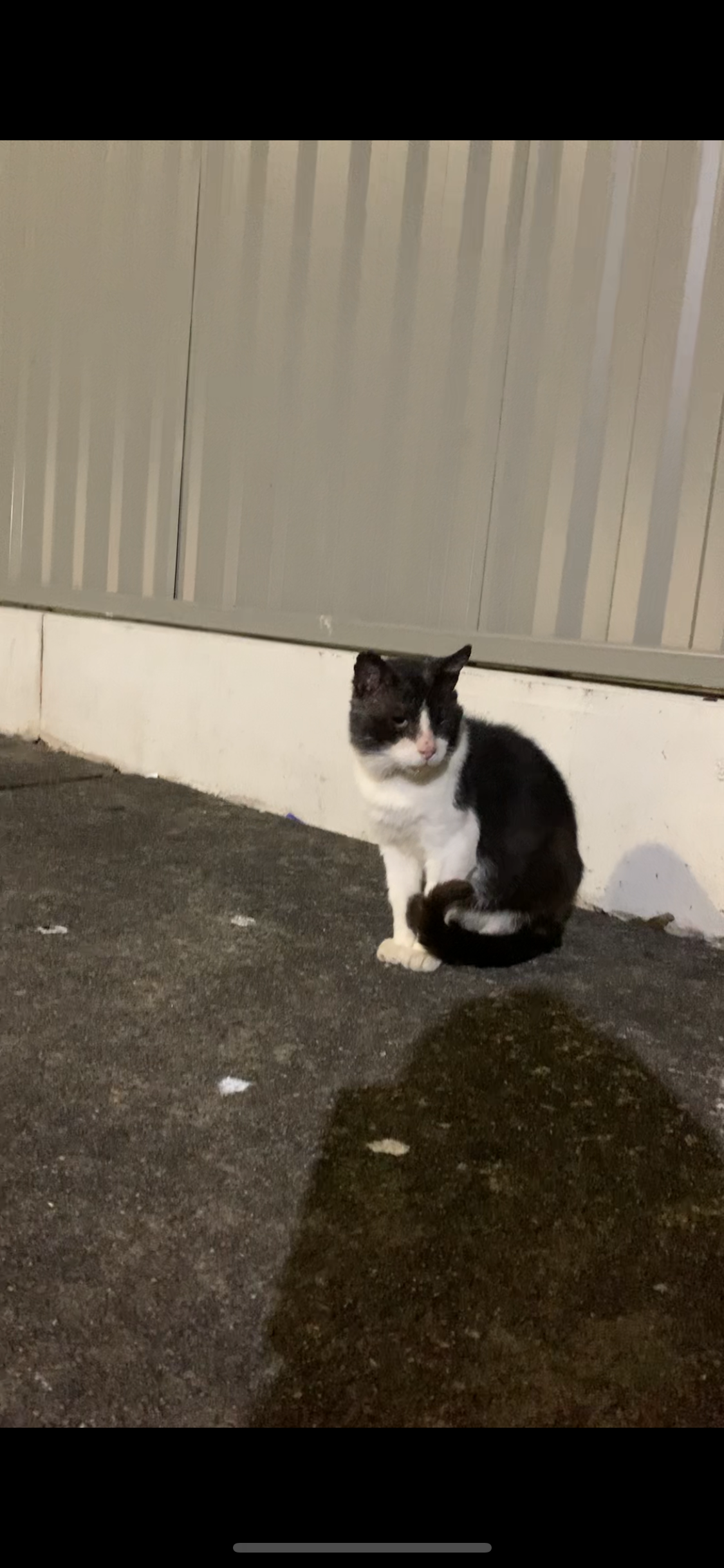 Tux is currently in care now campaign photo, 5 of 6