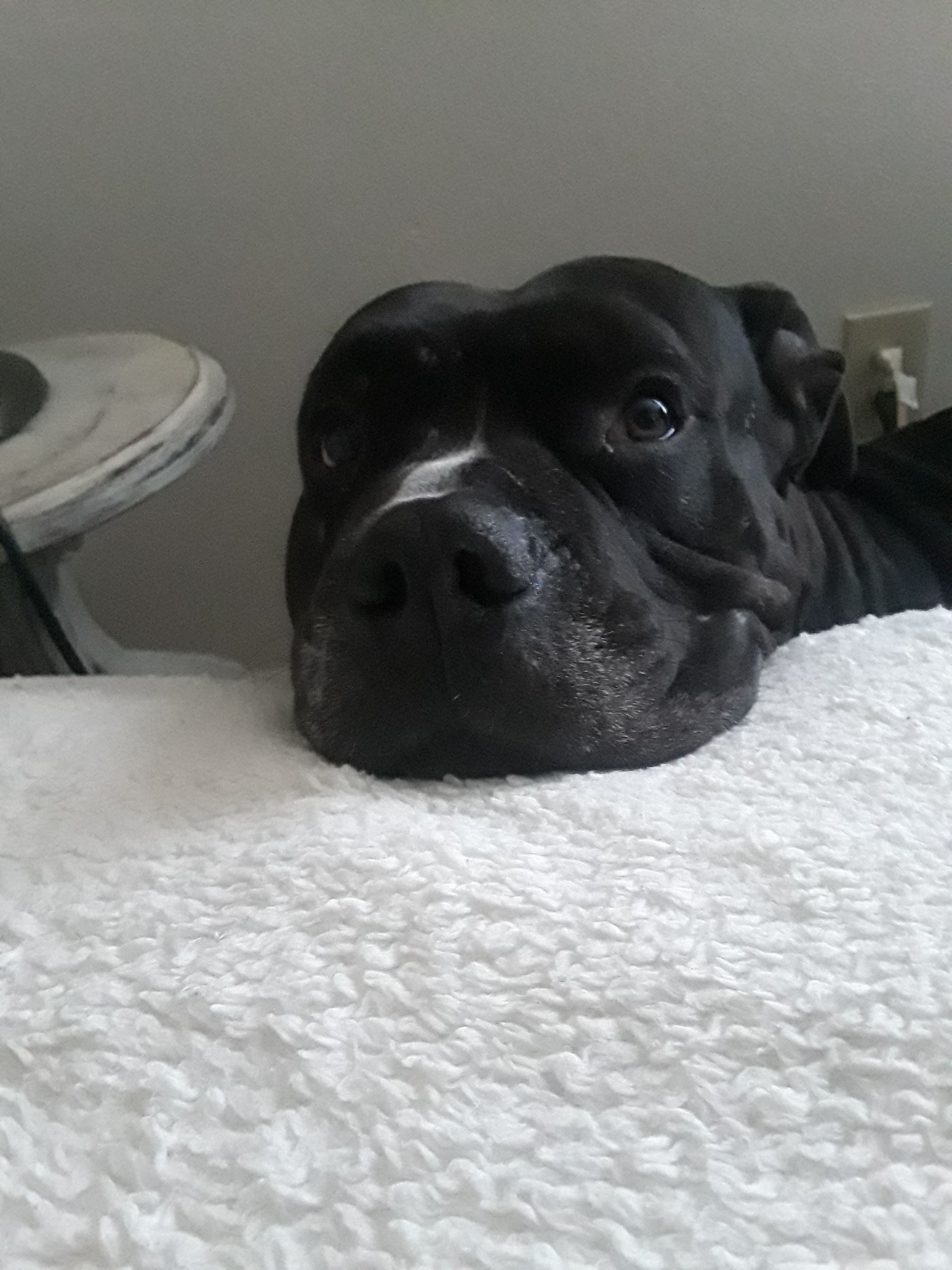 Ares Da God! Bobo needs your help. We cant do it without you campaign photo, 2 of 7
