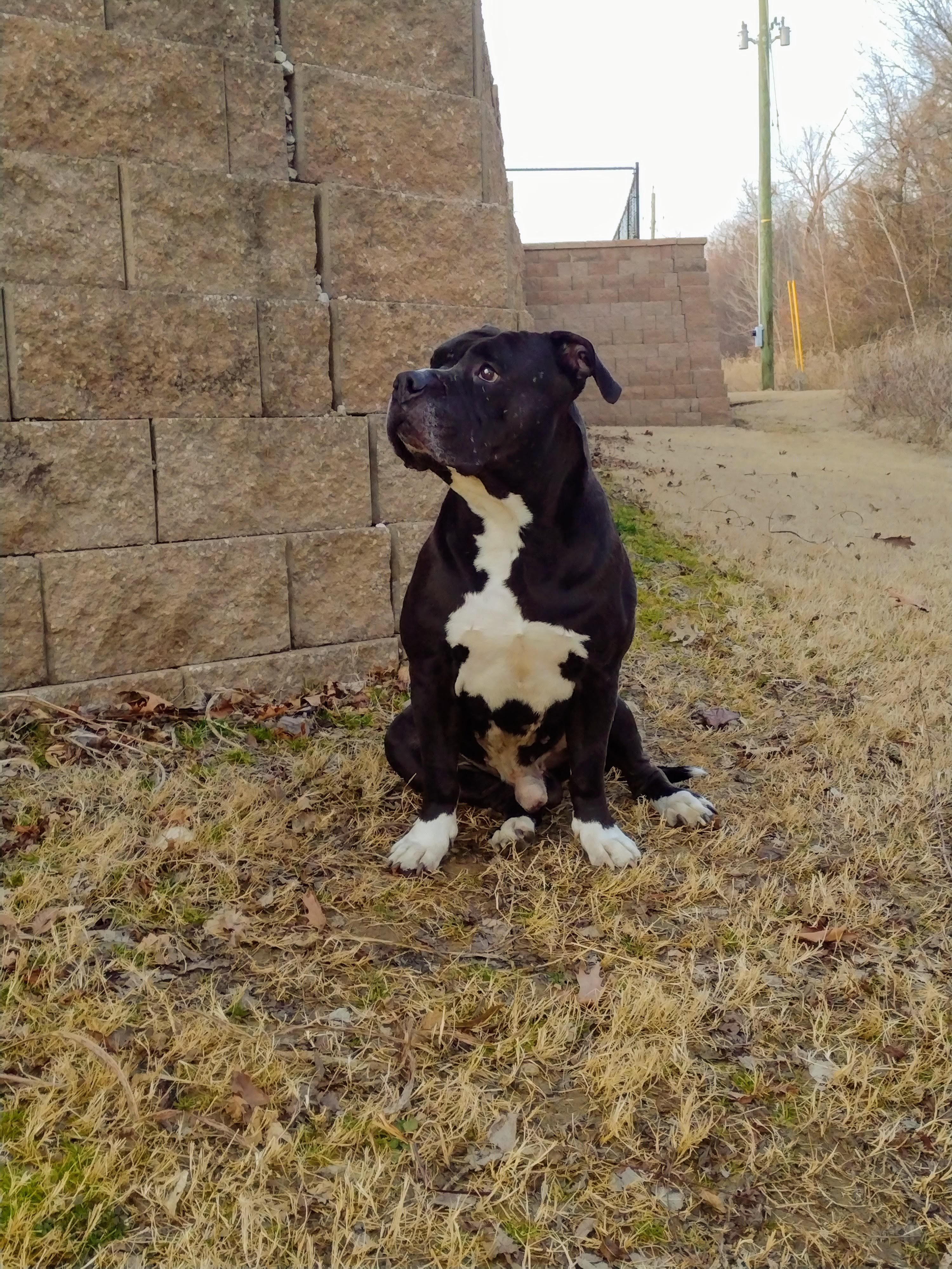 Ares Da God! Bobo needs your help. We cant do it without you campaign photo, 4 of 7