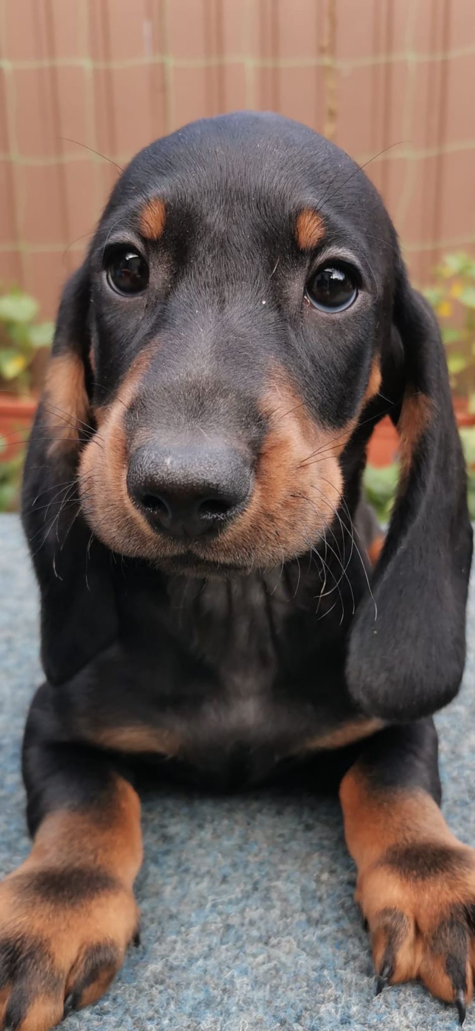 Help Duchess to fight parvovirus and to have her 1st Xmas campaign photo, 6 of 7
