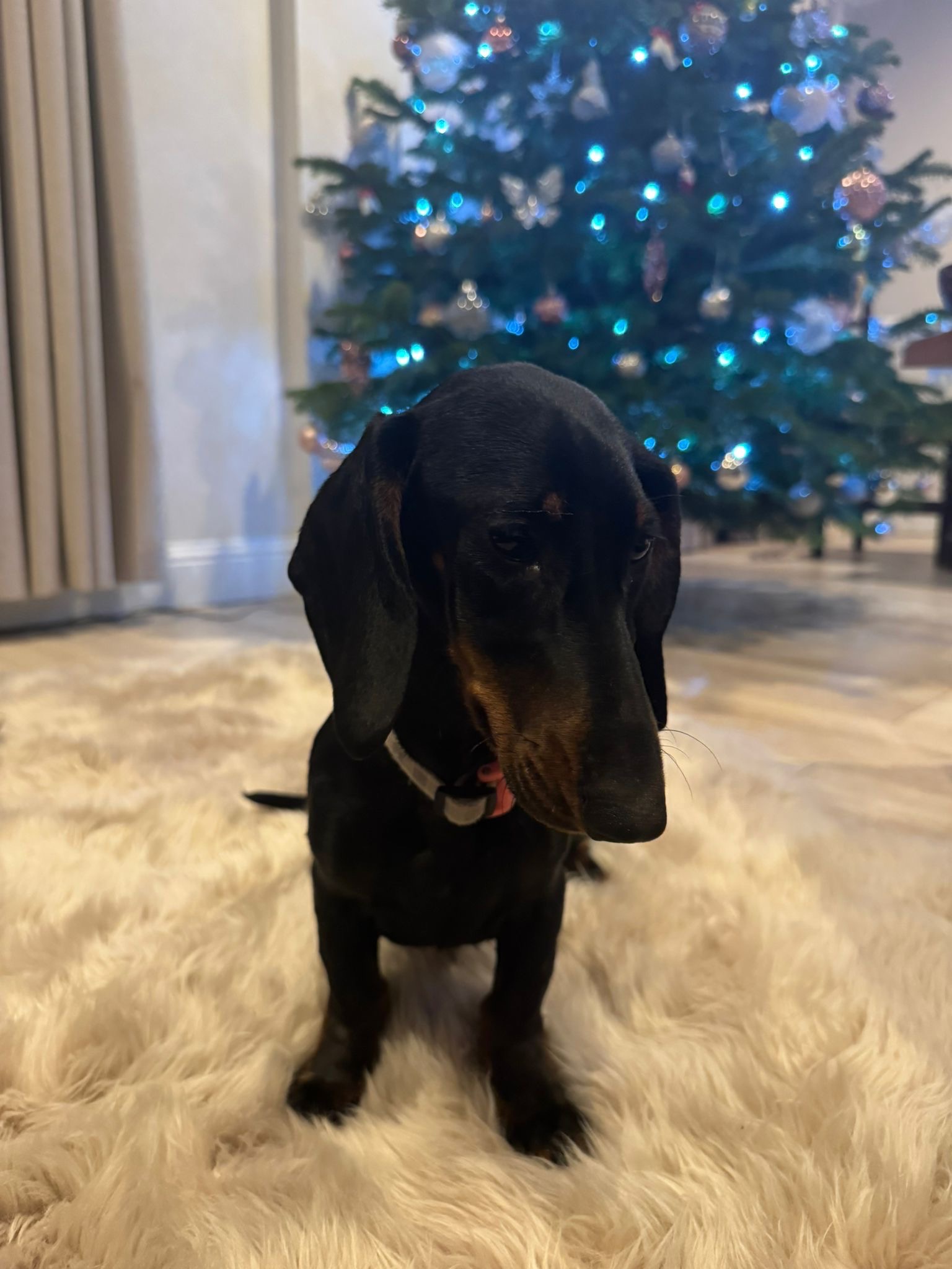Help Duchess to fight parvovirus and to have her 1st Xmas campaign photo, 2 of 7