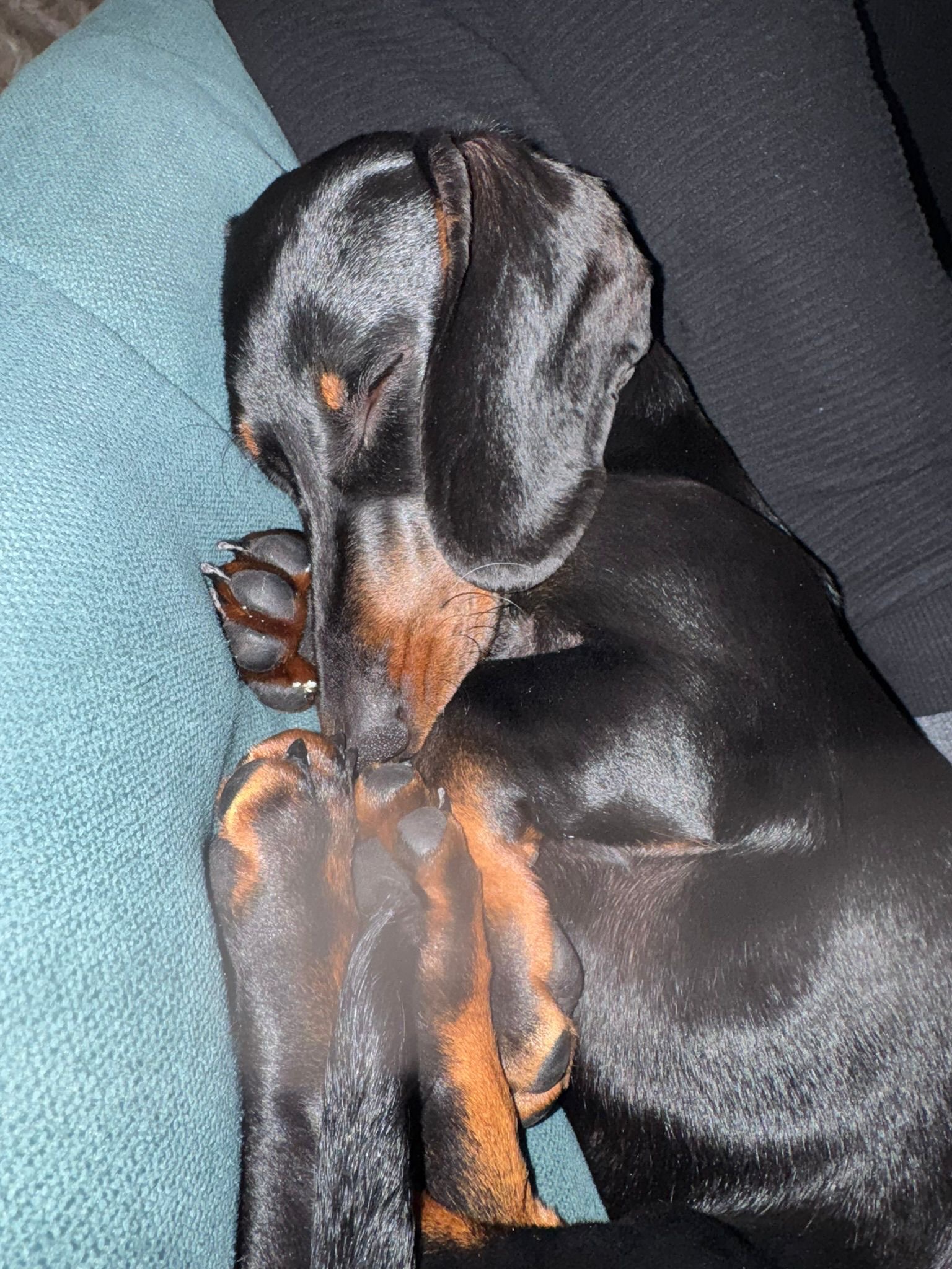 Help Duchess to fight parvovirus and to have her 1st Xmas campaign photo, 5 of 7