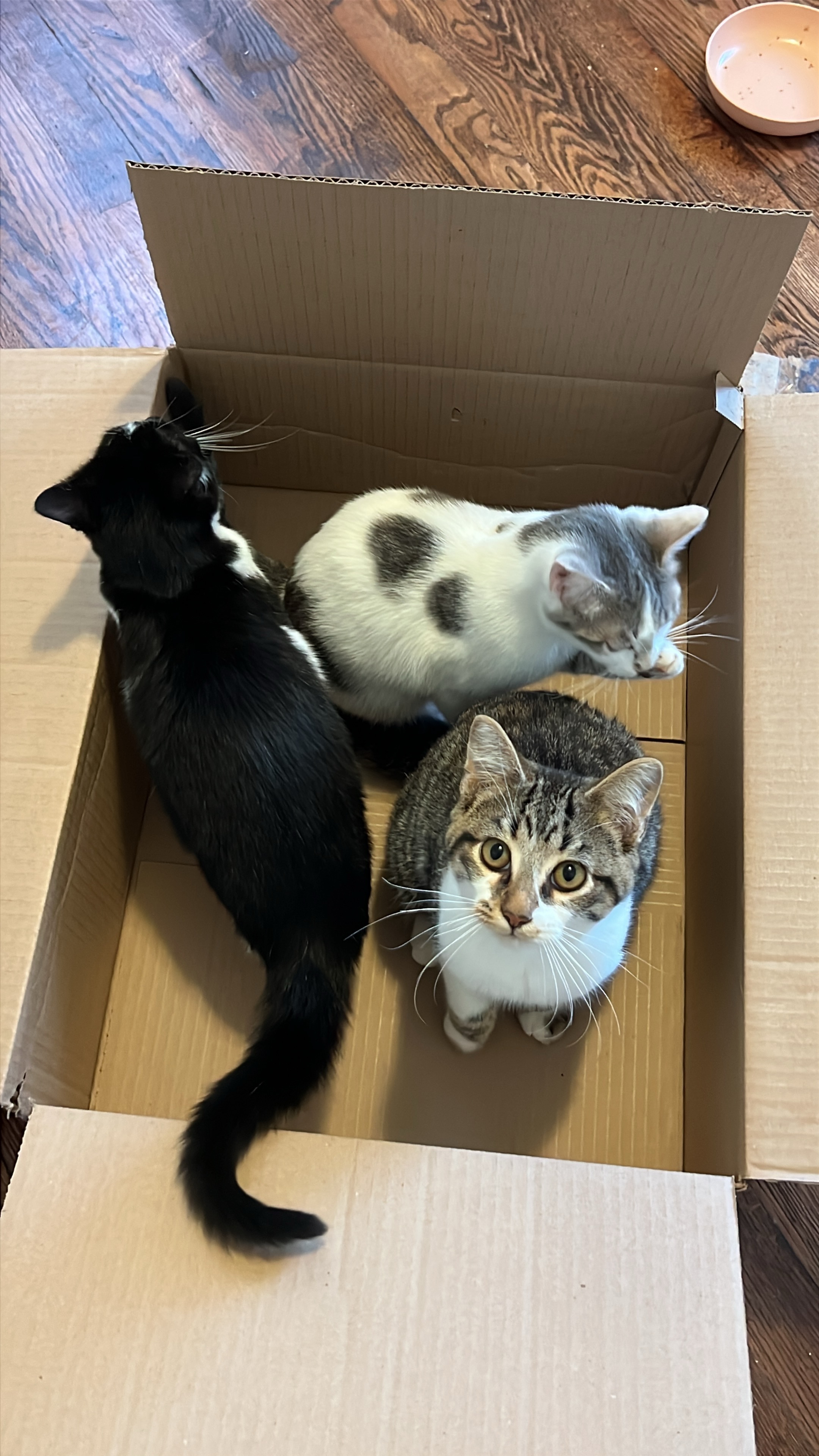 Support Alizé’s Rescue for Ferals and Fosters campaign photo, 7 of 8