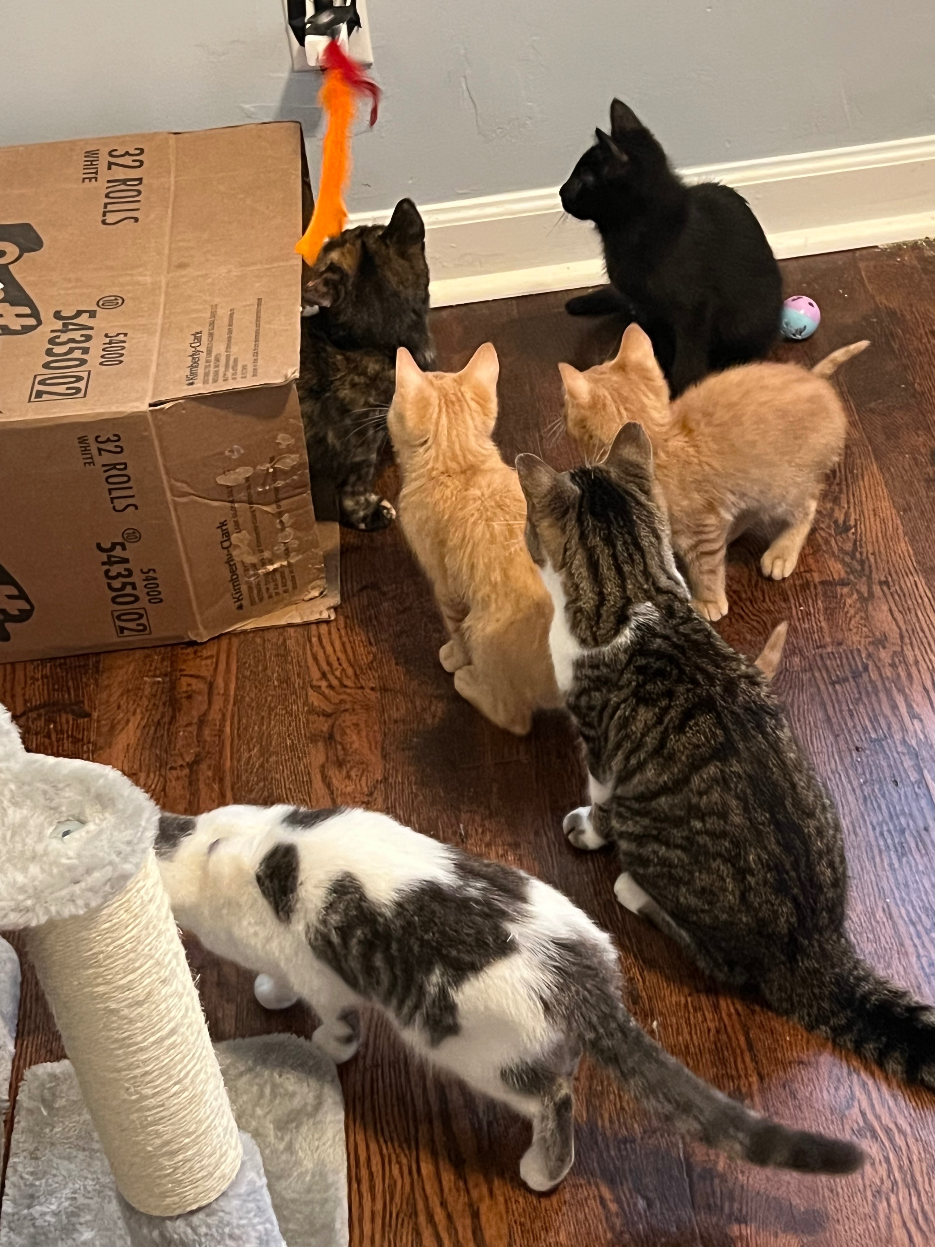 Support Alizé’s Rescue for Ferals and Fosters campaign photo, 2 of 8