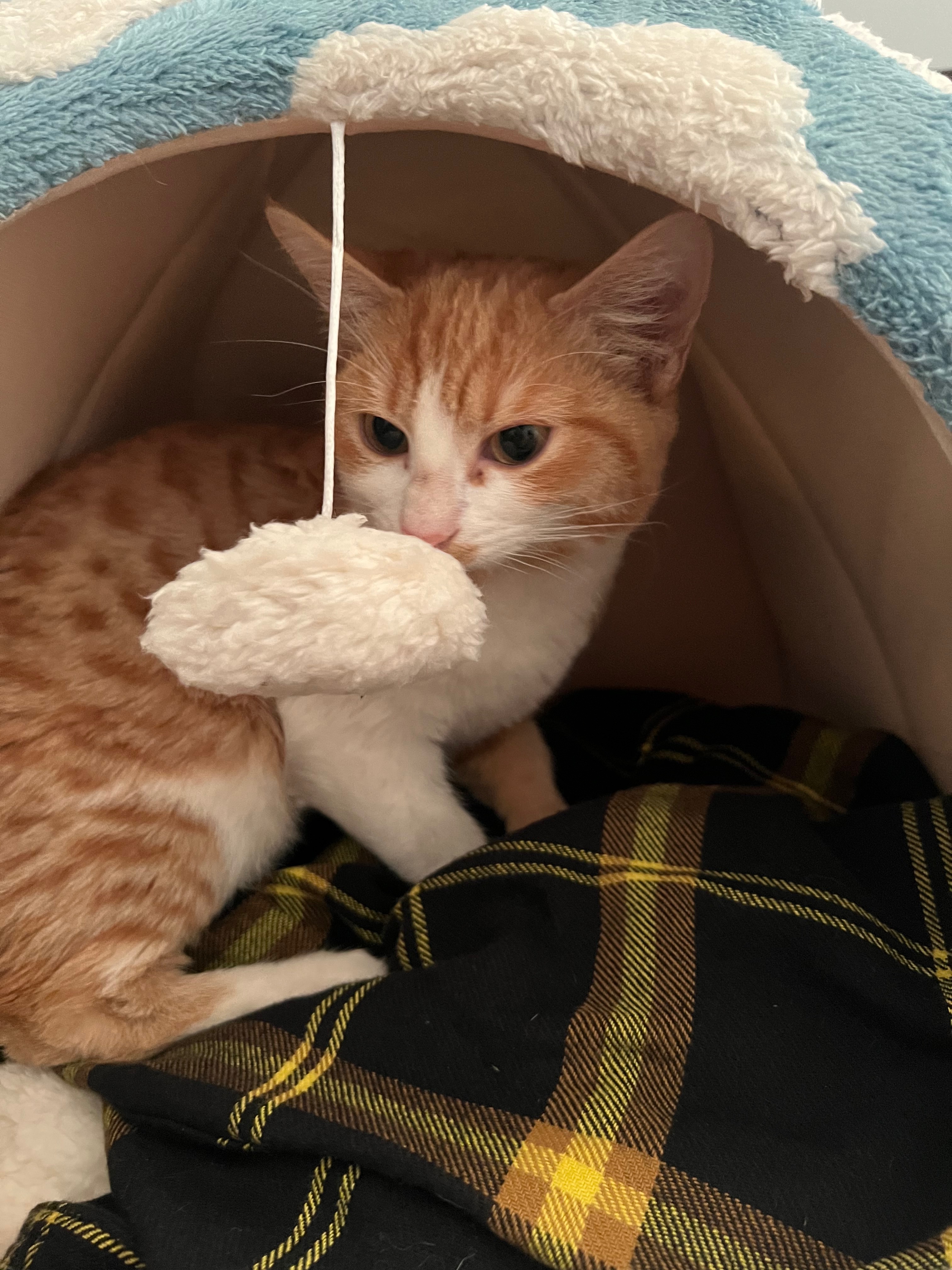Support Alizé’s Rescue for Ferals and Fosters campaign photo, 5 of 8