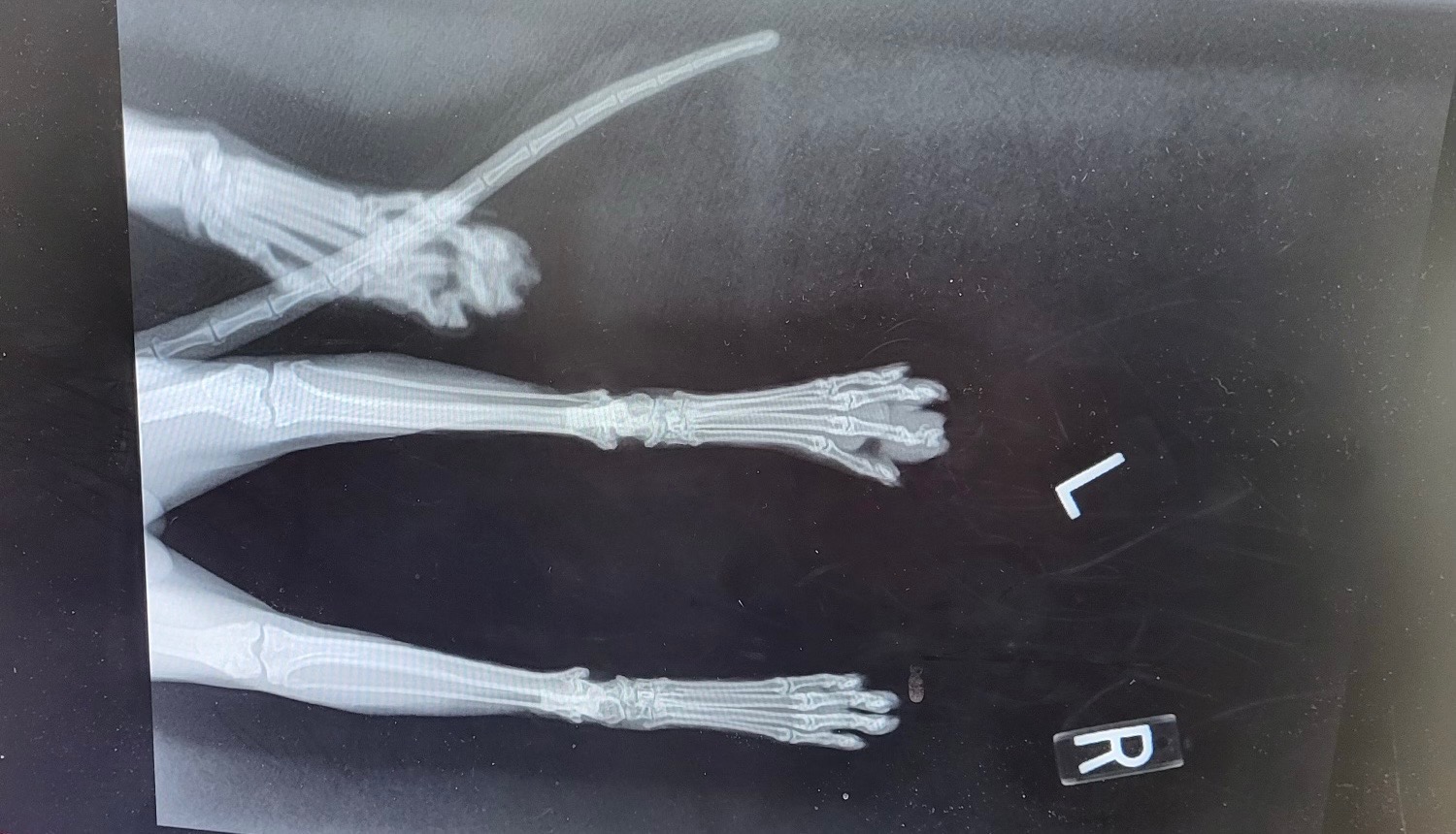 Help Philip the Neighborhood Cat Get Medical Care campaign photo, 6 of 7